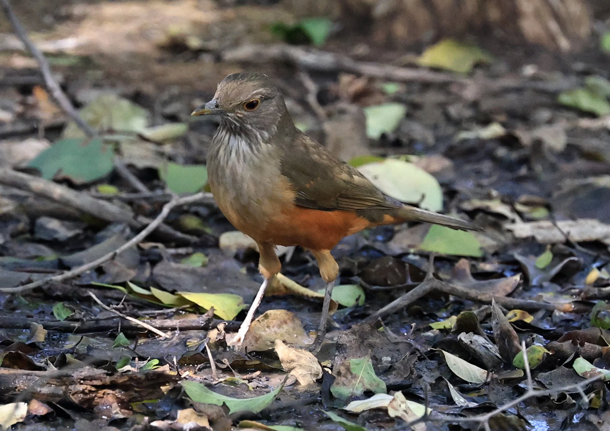 Rufous-bellied Thrush (Turdus rufiventris) Agua Dulce Paraguay (3).jpg