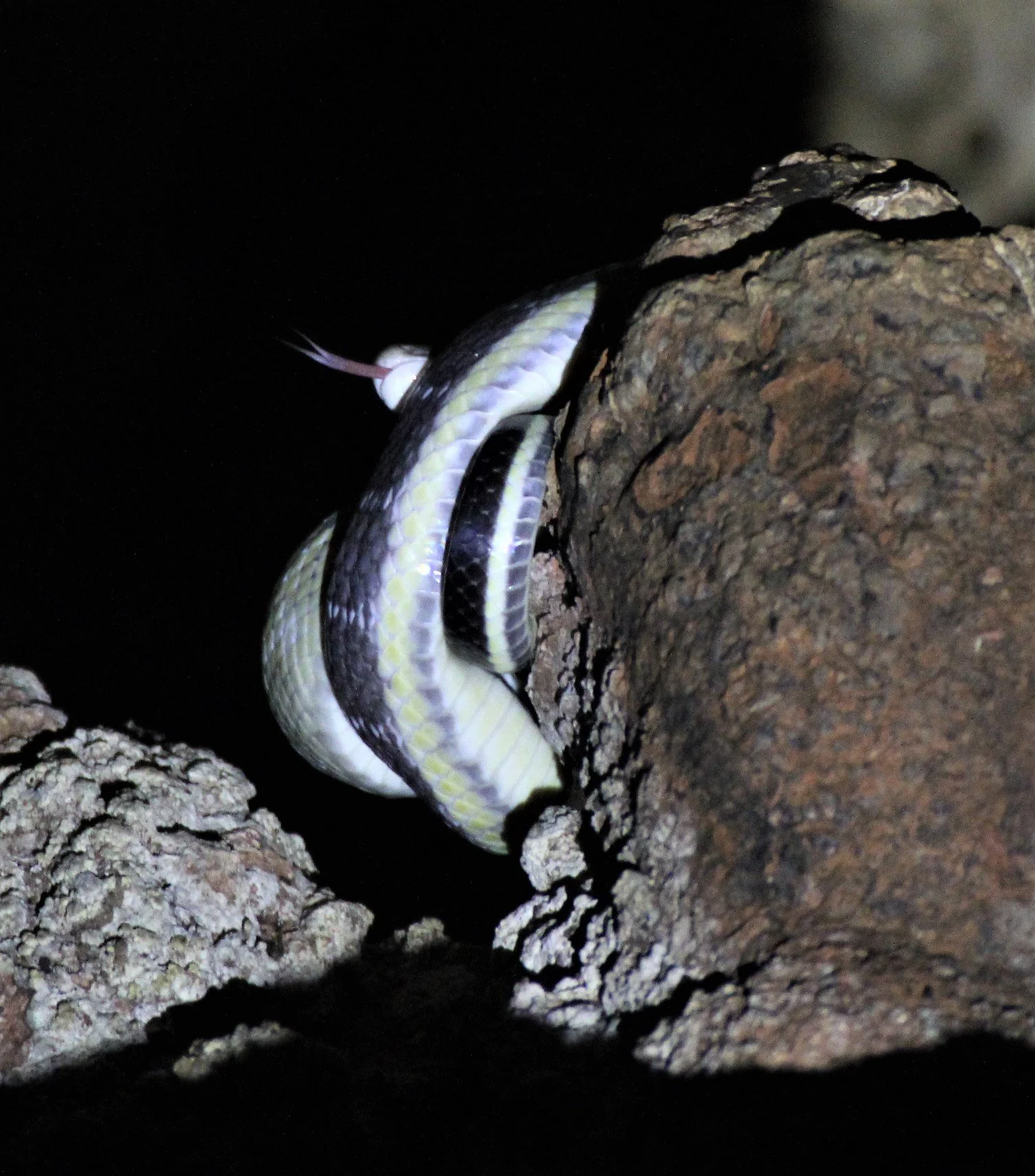 Othriophis taeniurus helfenbergeri - HELFENBERGER'S CAVE RACER - Tham Pha Tha Phon Non-Hunting Area.jpg