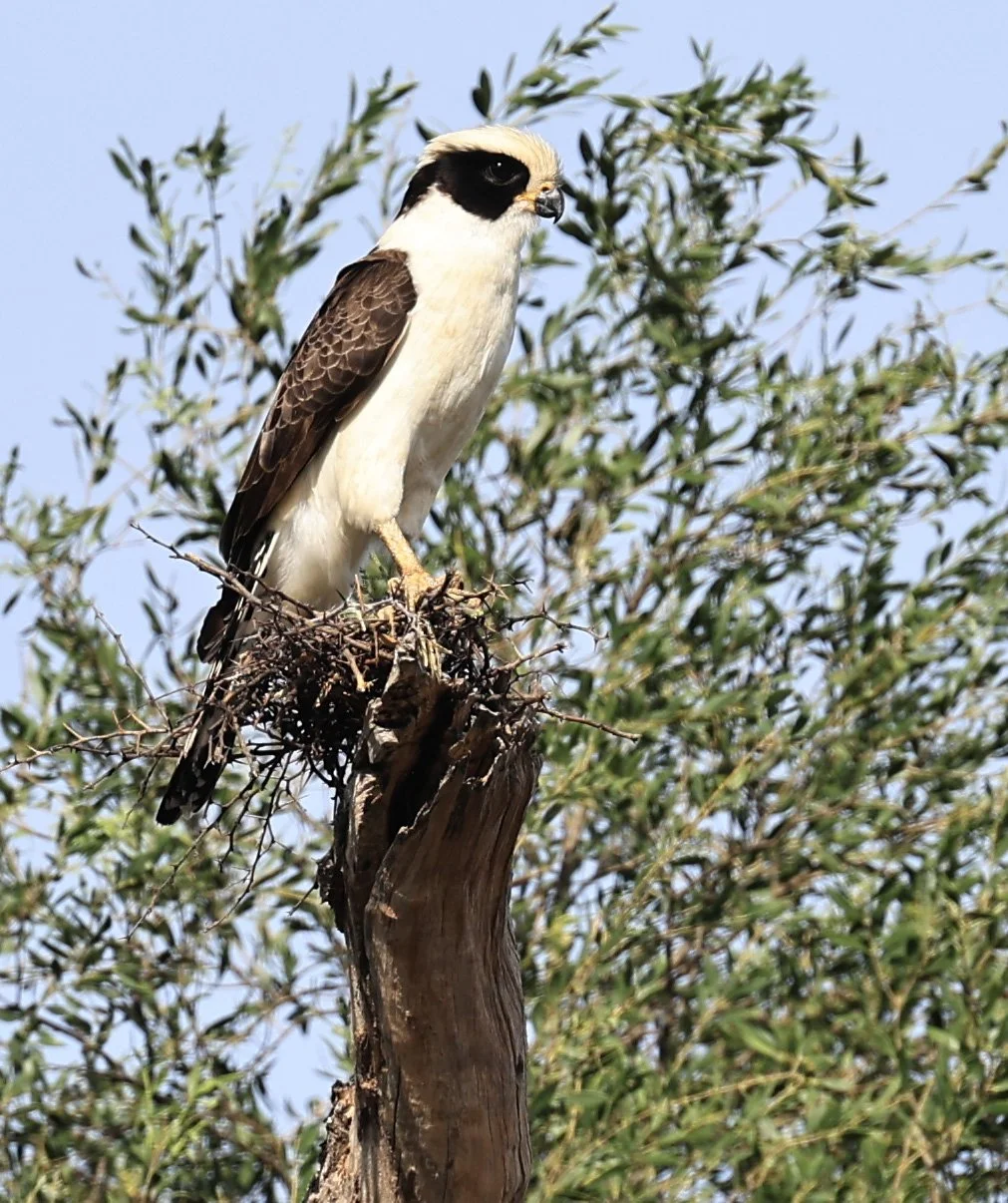 Laughing Falcon (Herpetotheres cachinnans) Reserva Natural Canada el Carmen, Paraguay (11).jpg