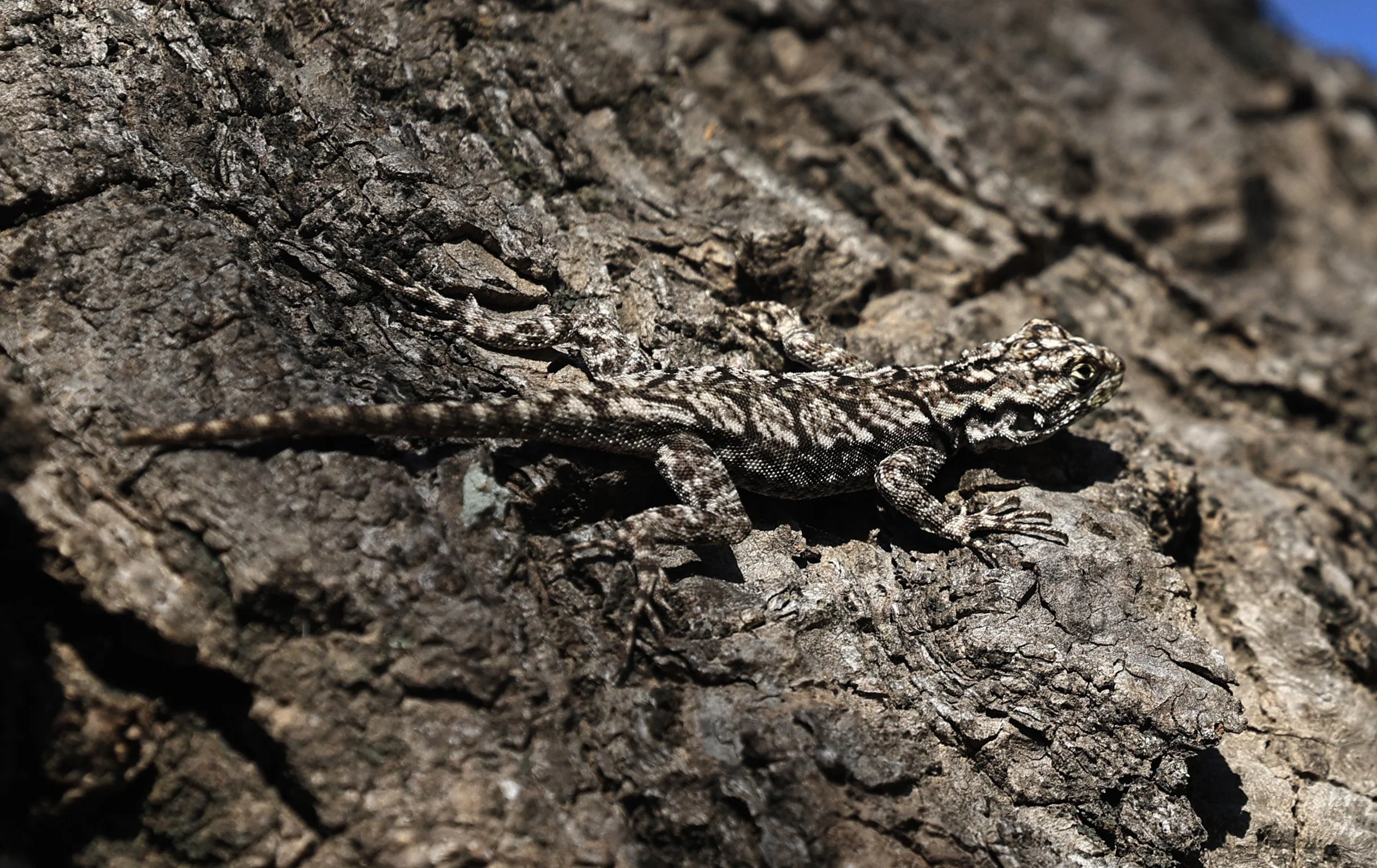 Spiny Lava Lizard (Tropidurus spinulosus) Fortin Toledo Paraguay (11).jpg