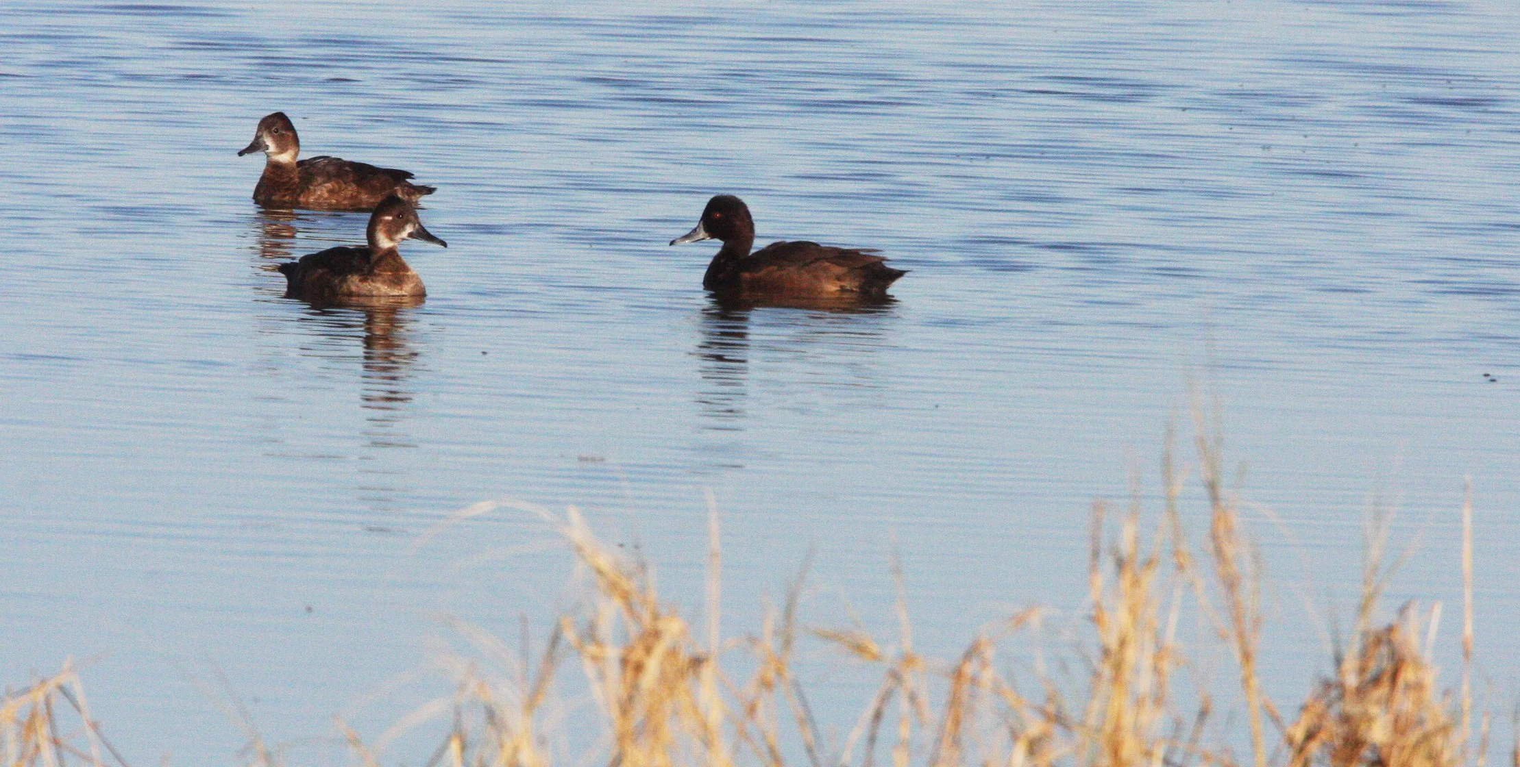 POCHARD - SOUTHERN POCHARD - Netta erythrophthalma - ETOSHA NATIONAL PARK NAMIBIA (2).JPG
