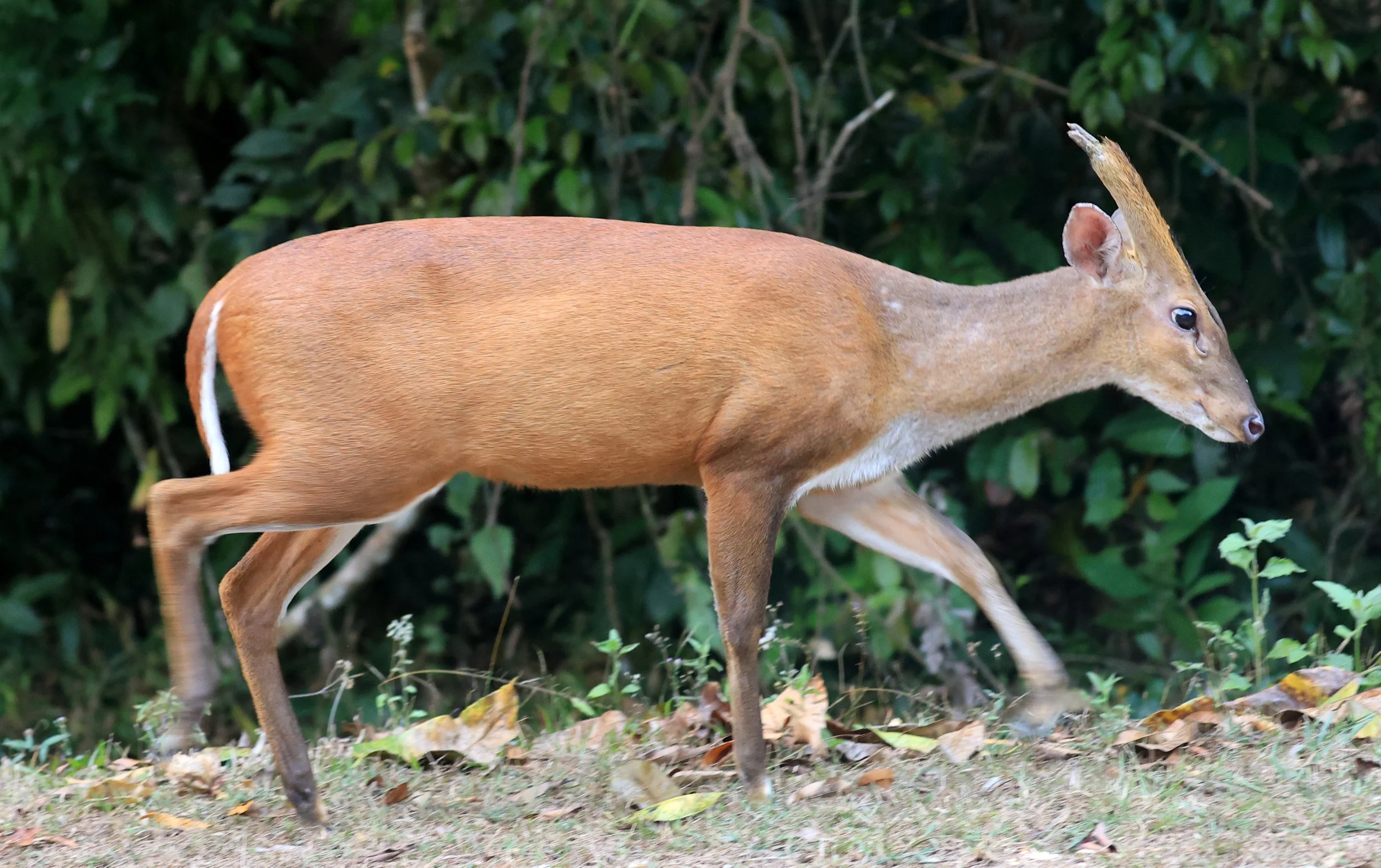 Southern Red Muntjac (Muntiacus muntjak) Khao Yai National Park, Thailand (10).jpg
