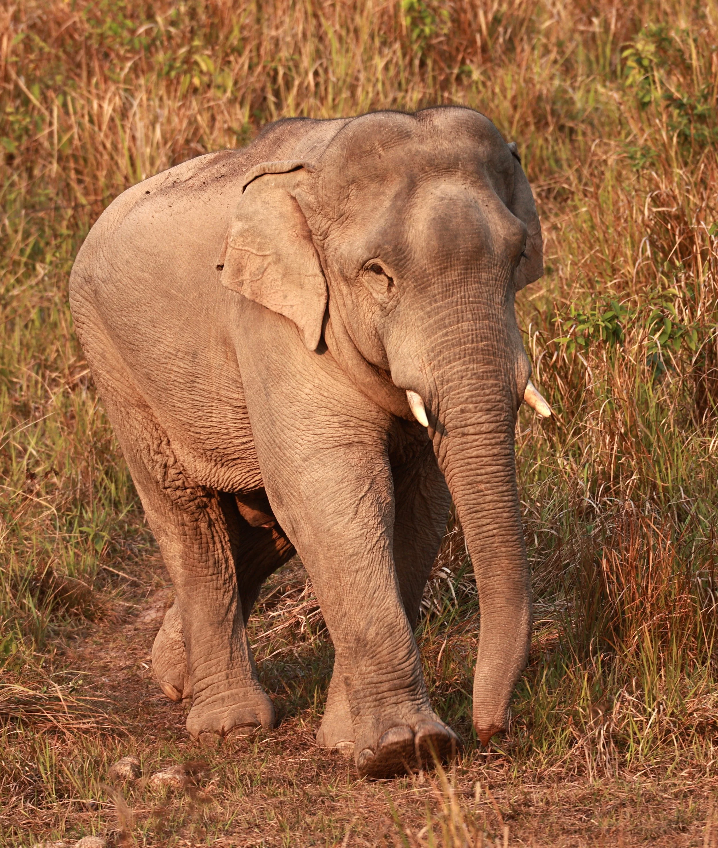 Asian Elephant (Elephas maximus) Khao Yai National Park, Thailand (56).jpg