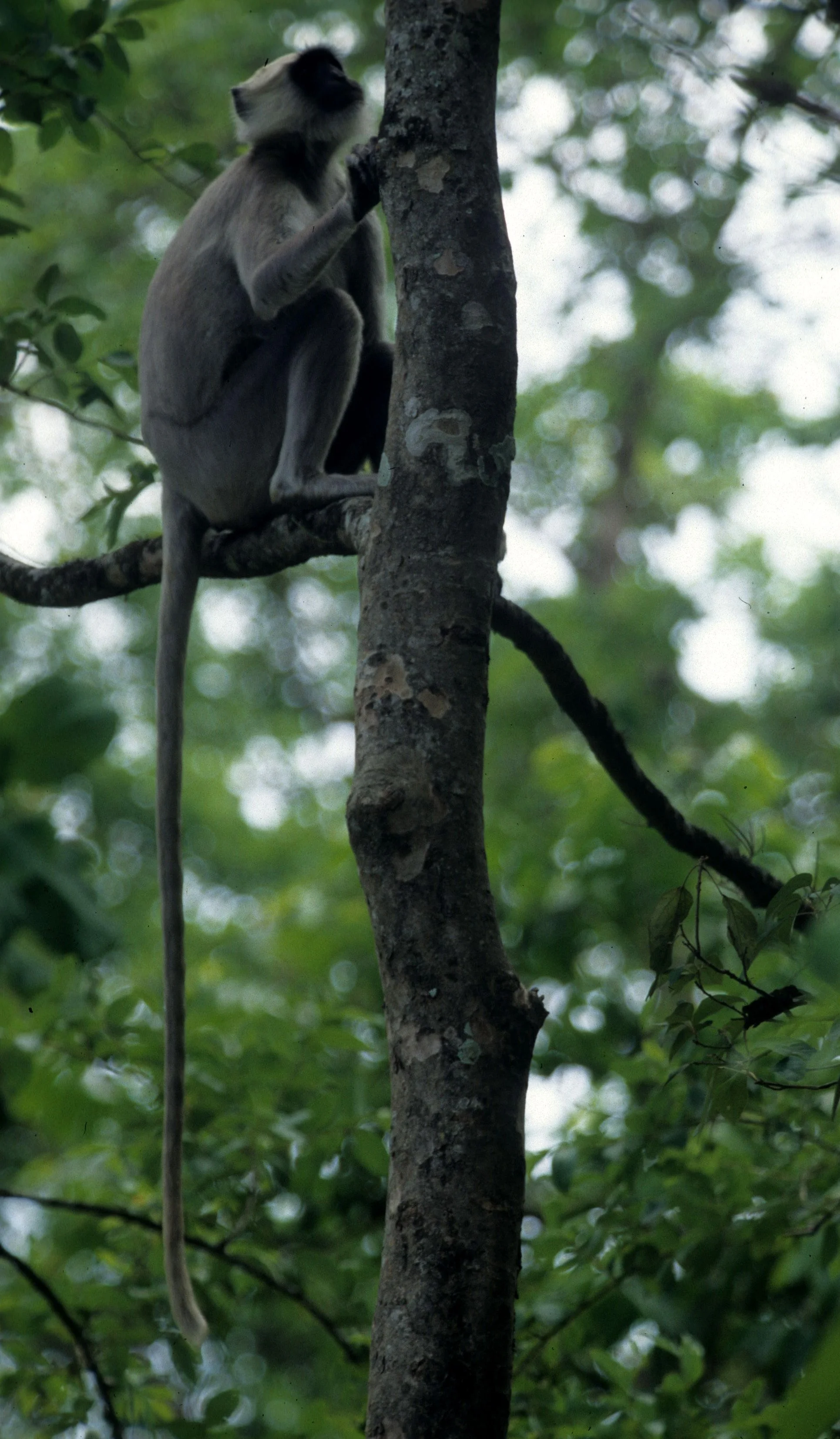 PRIMATE - LANGUR SPECIES - CHITWAN NEPAL.jpg