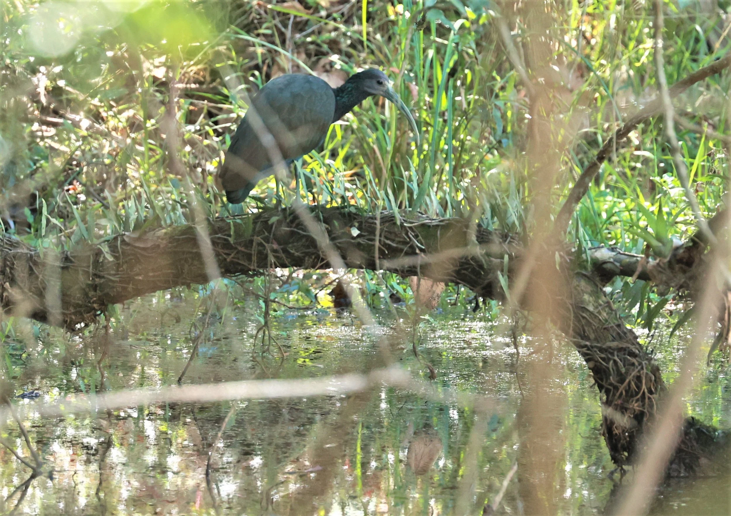 Ibis - Green Ibis - Mesembrinibis cayennensis - Nazare Paulista, Sao Paulo State, Brazil (2).jpg