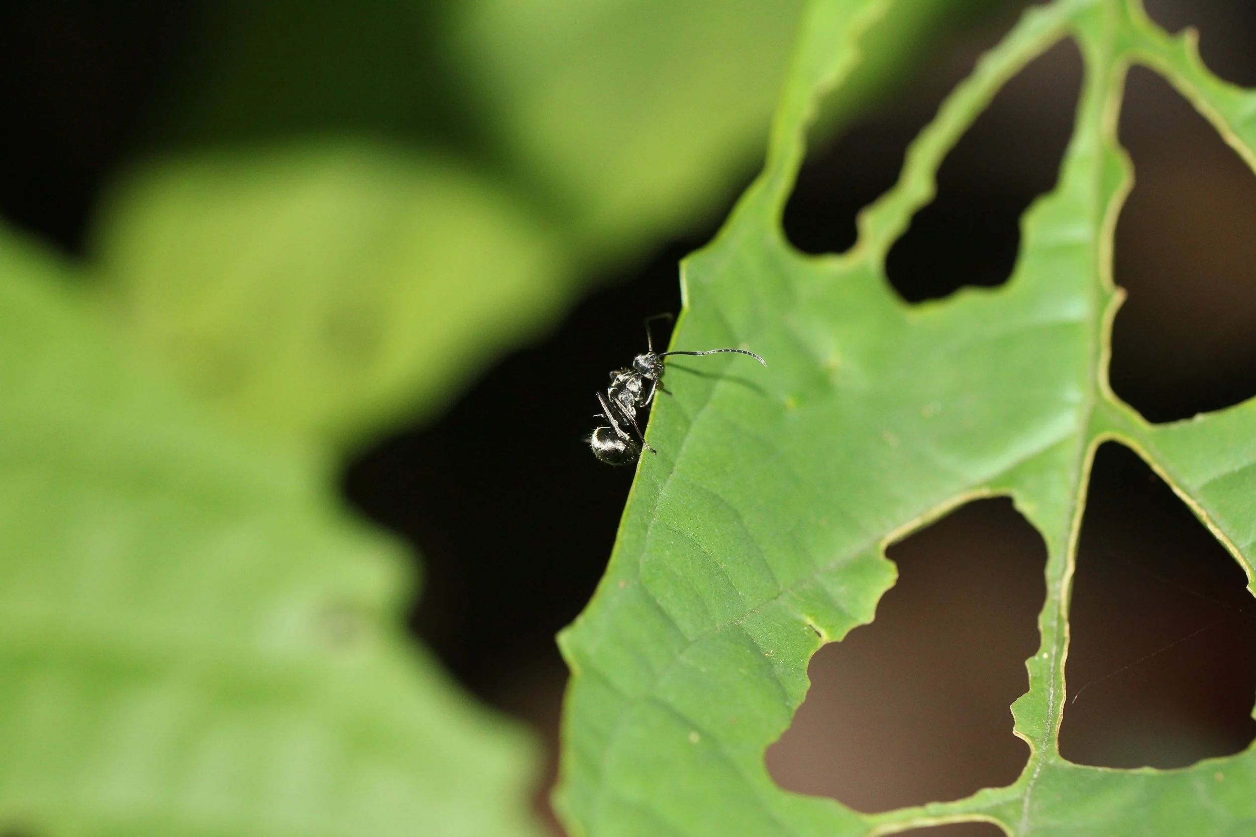 Formicidae - Koh Lanta, Thailand (2).JPG