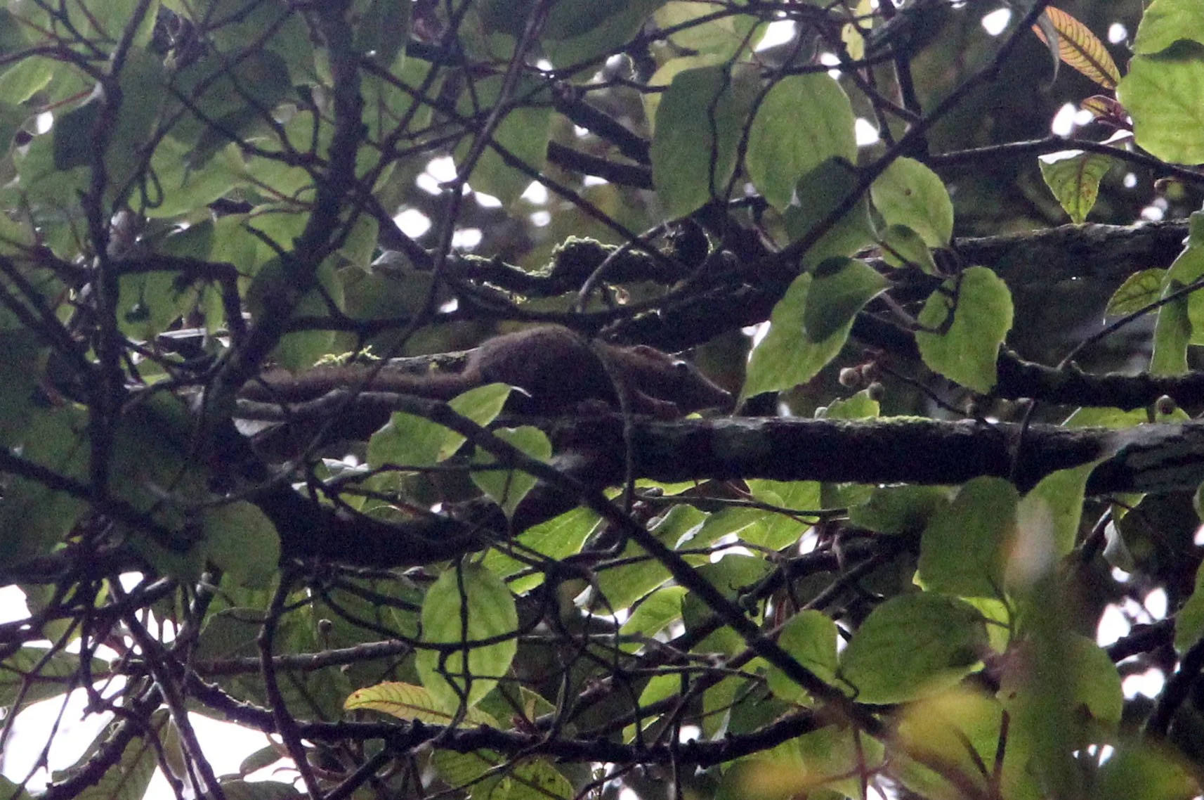 Tupaia javanica - HORSFIELD'S (JAVAN) TREESHREW - GEDE NATIONAL PARK JAVA BARAT INDONESIA (6).JPG