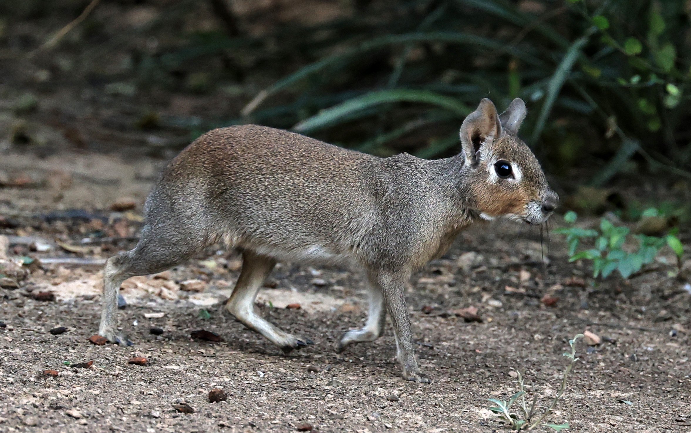 Chacoan Mara (Dolichotis salinicola) Hotel Campestre Iparoma Paraguay (21).jpg