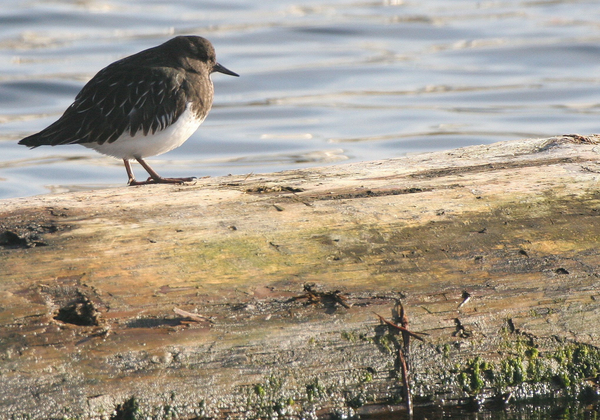 BIRD - TURNSTONE - BLACK TURNSTONE - PA HARBOR (2).jpg