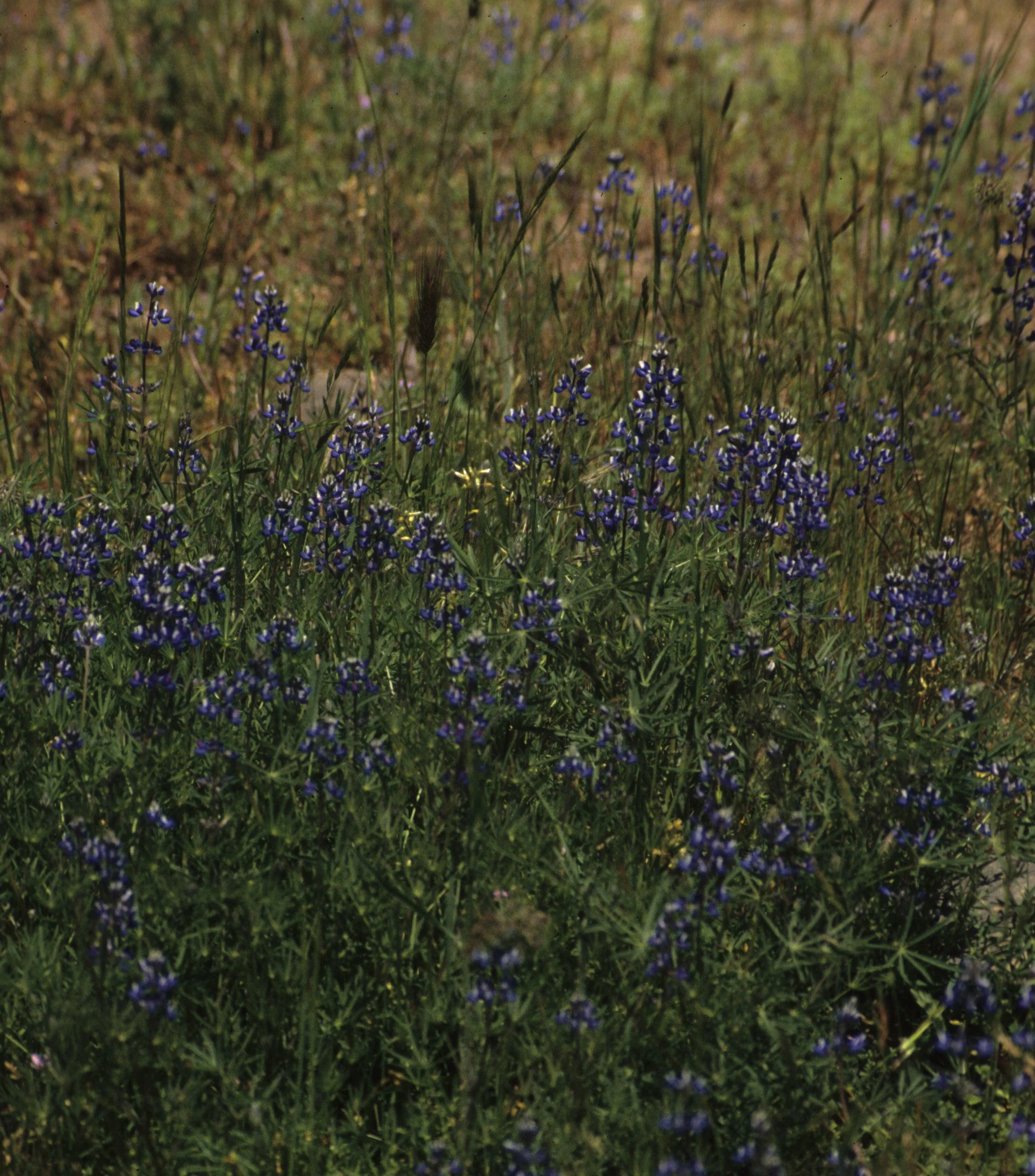 AMERICAN RIVER - LUPINUS SUCCULENTUS - BLUEBONNET.jpg
