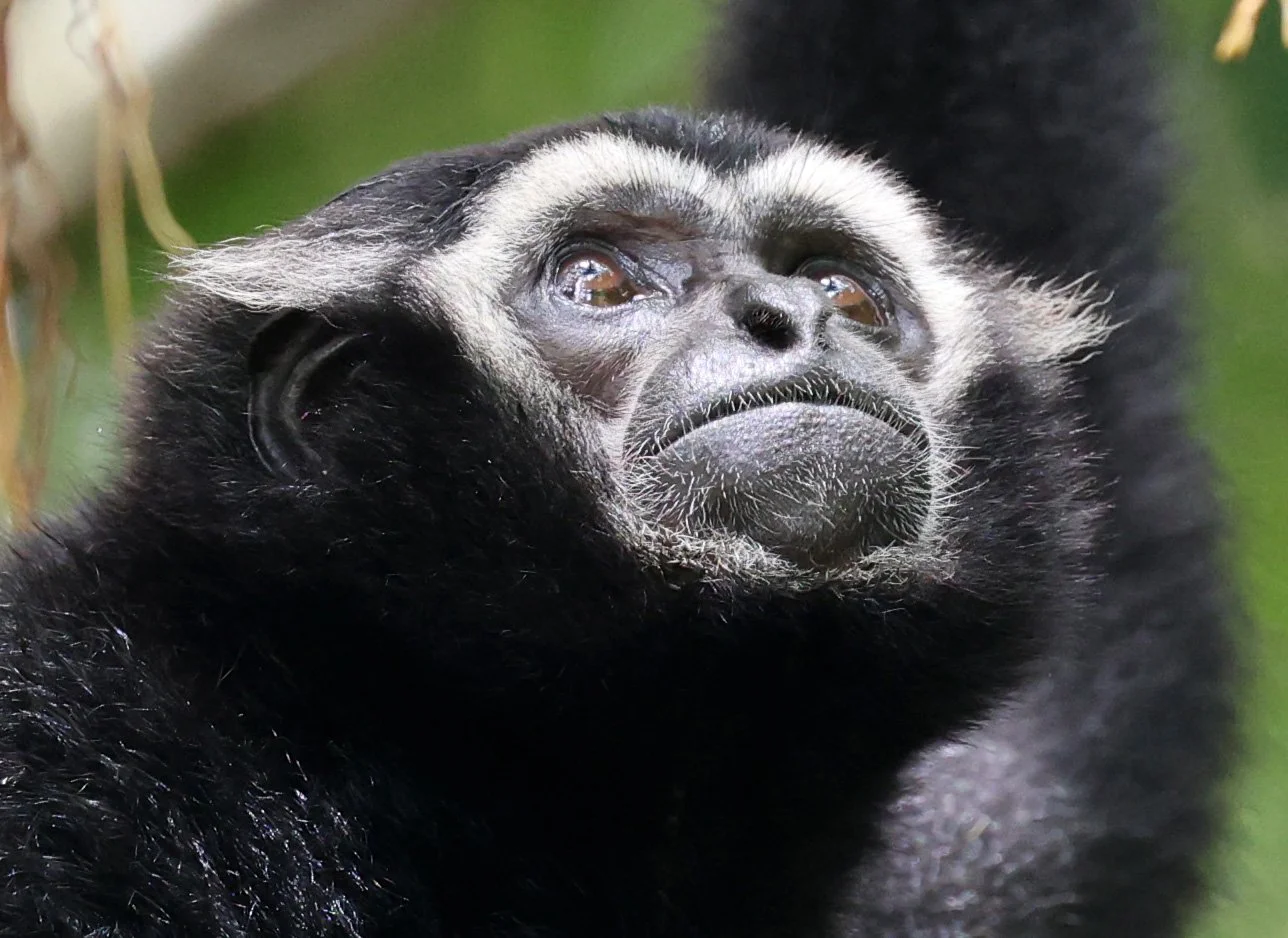 Pileated Gibbon (Hylobates pileatus) Pang Sida National Park