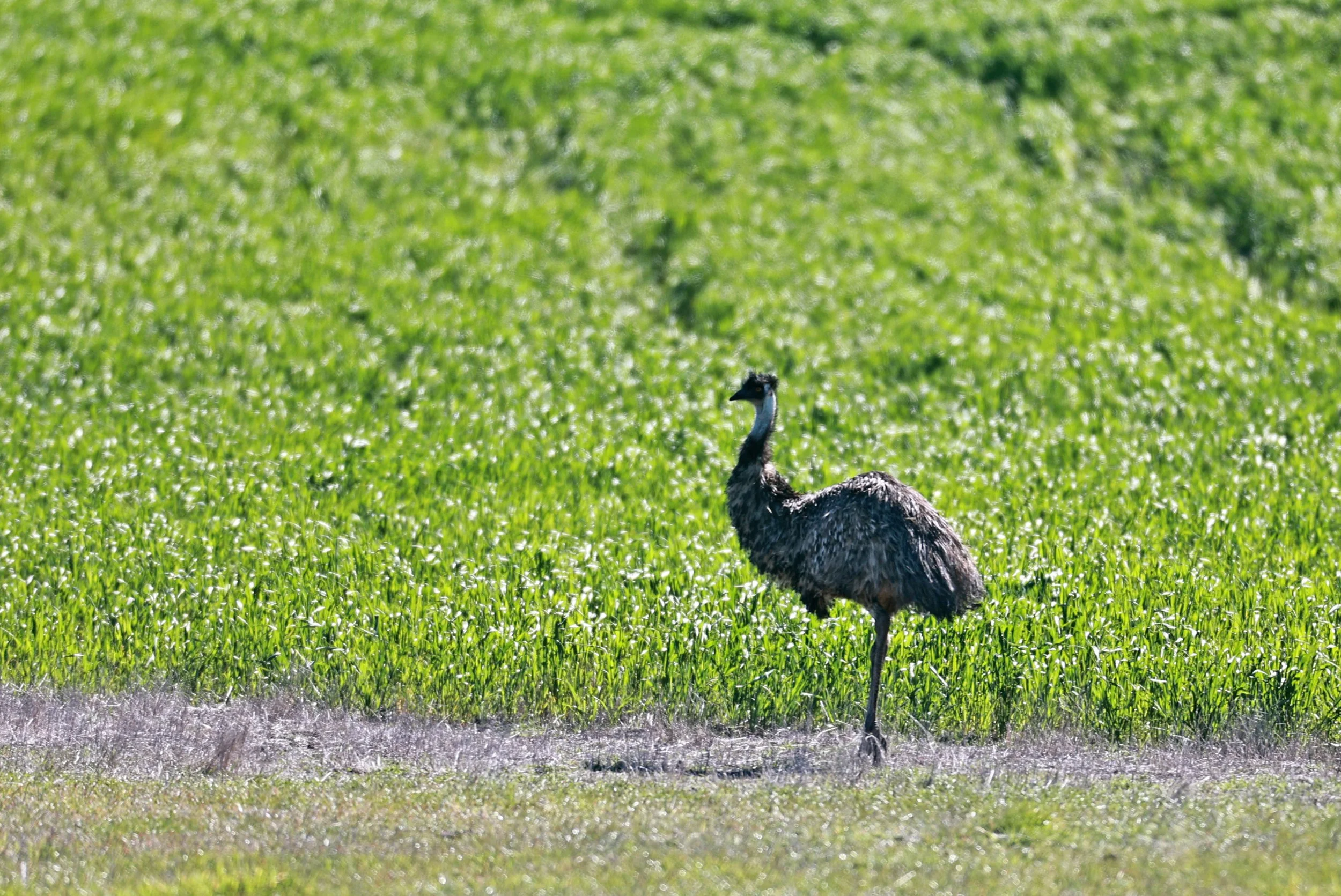 Emu (Dromaius novaehollandiae) Stirling Range NP - Western Australia (17).jpg