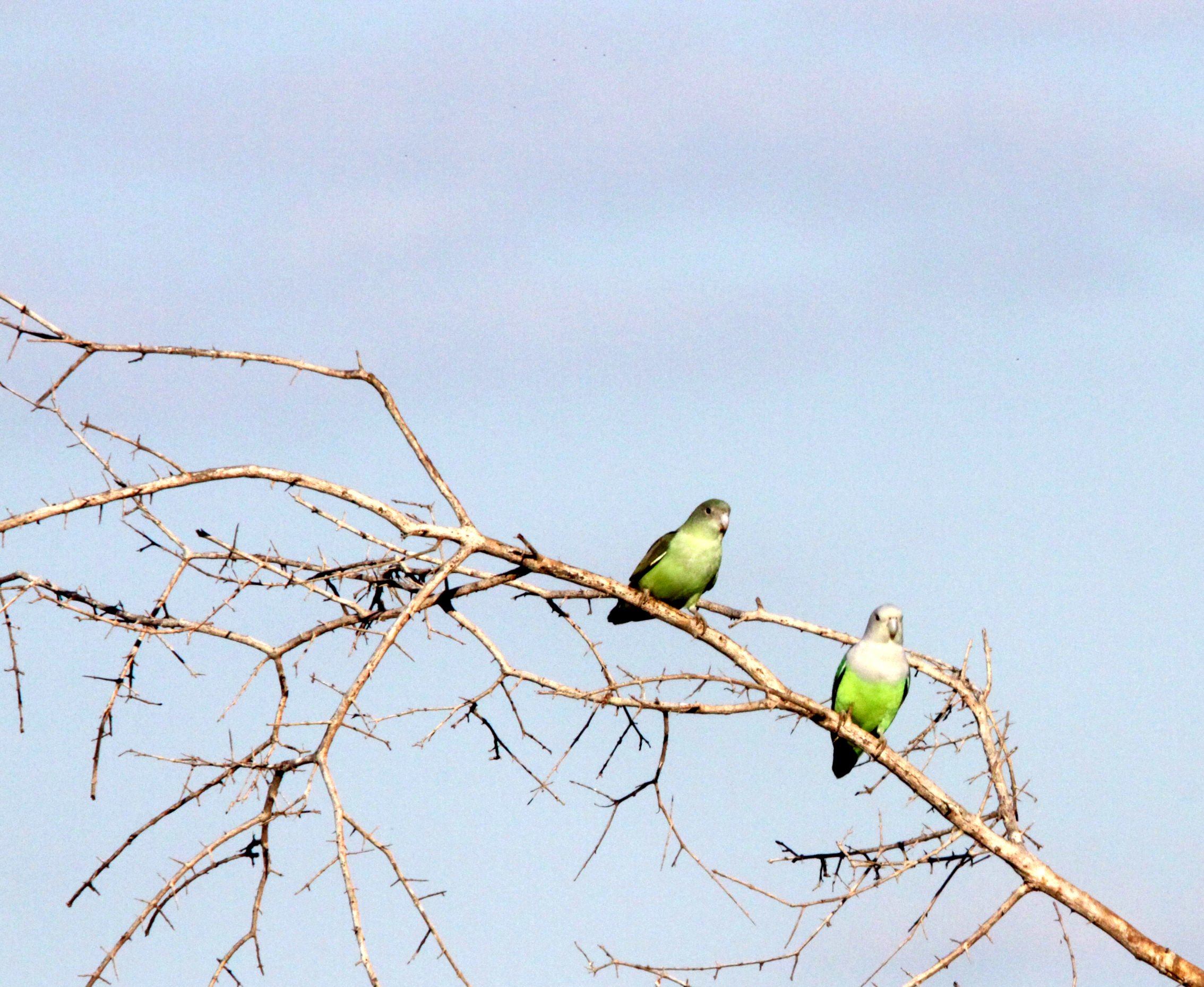 BIRD - PARROT - GREY-HEADED LOVE BIRDS - KIRINDY NATIONAL PARK - MADAGASCAR (6).JPG
