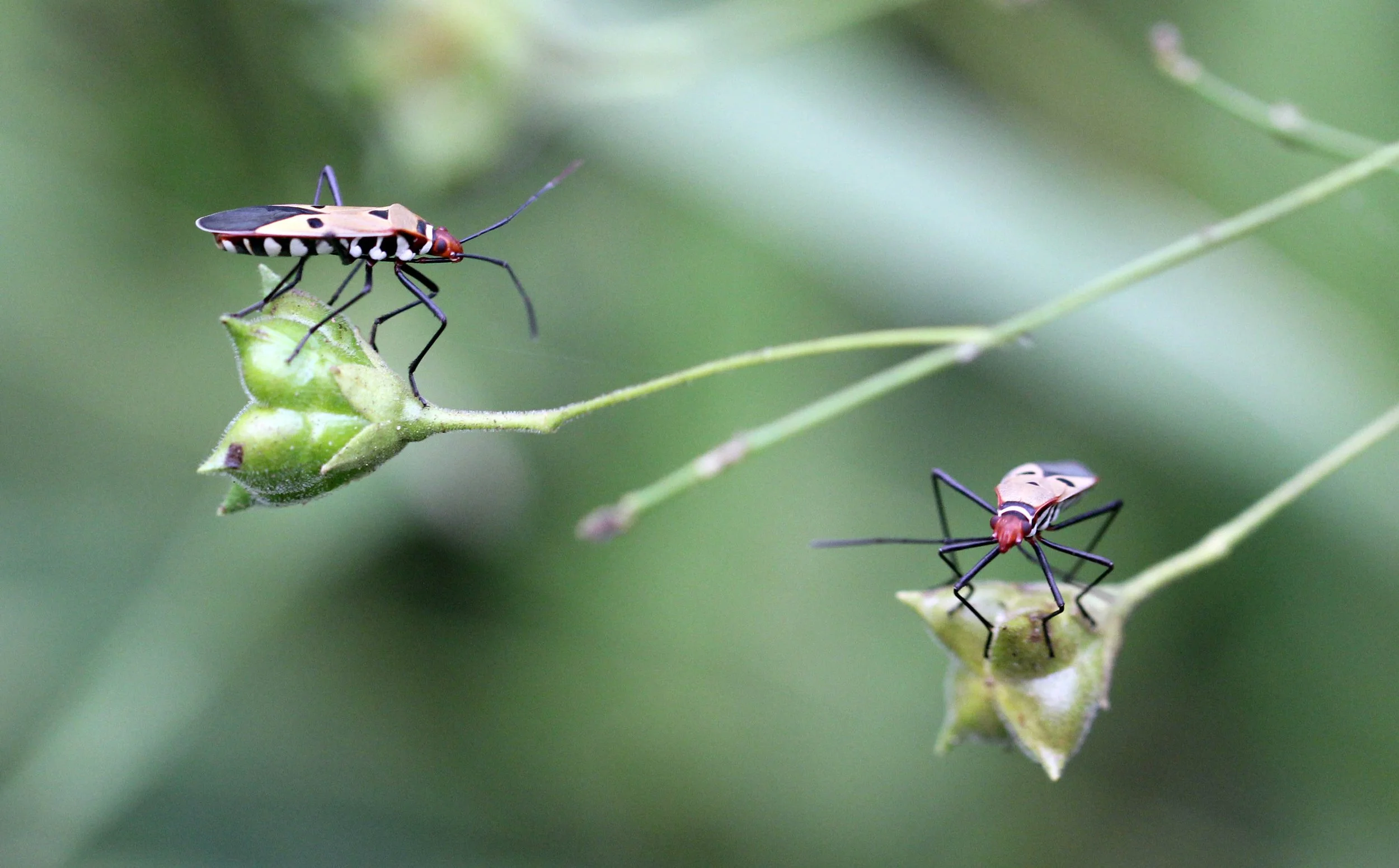 Dysdercus cingulatus - Sigiriya Forest, Sri Lanka (9).JPG
