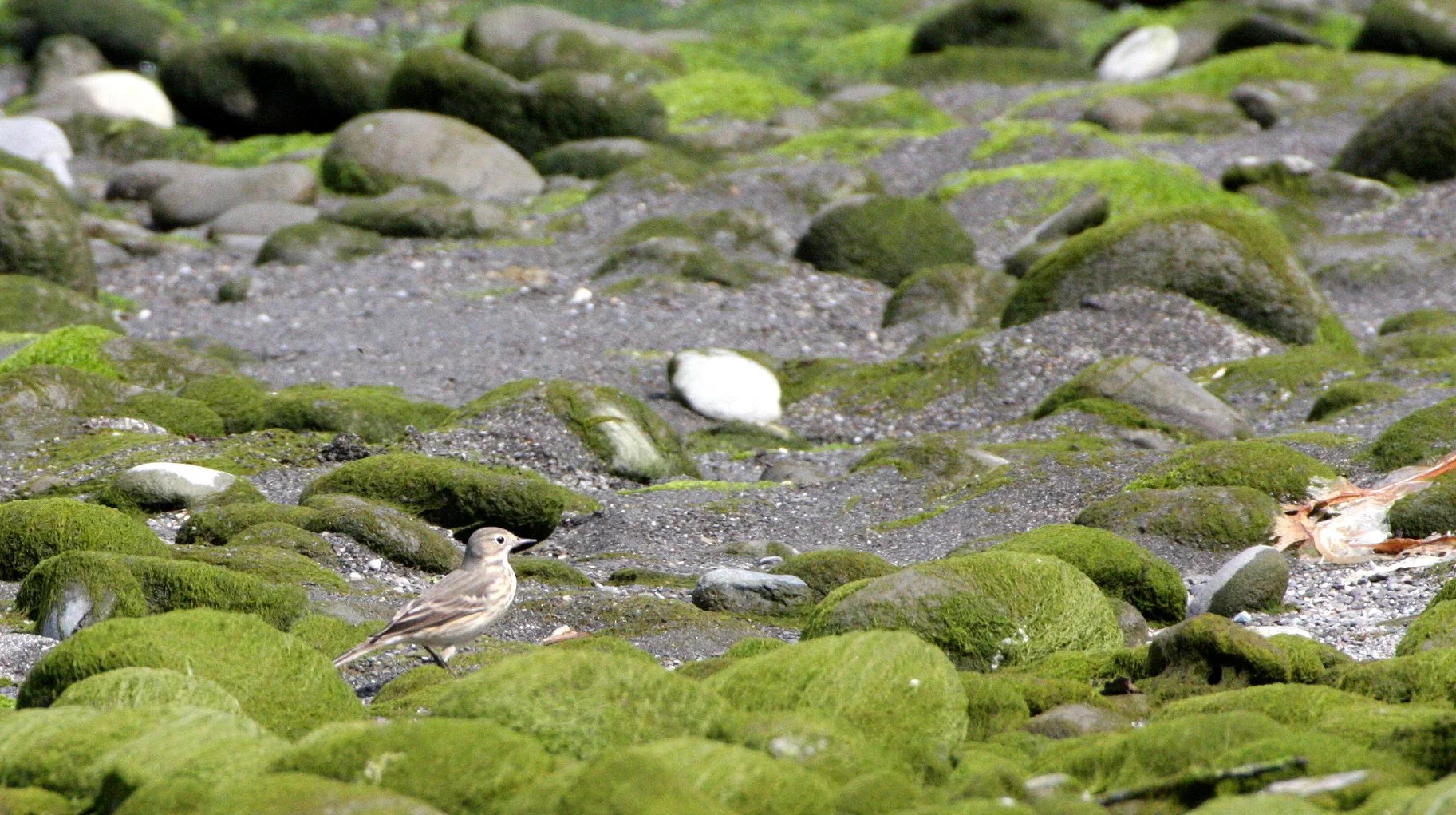 Anthus rubescens - AMERICAN PIPIT - ELWHA RIVER MOUTH BEACH (7).JPG