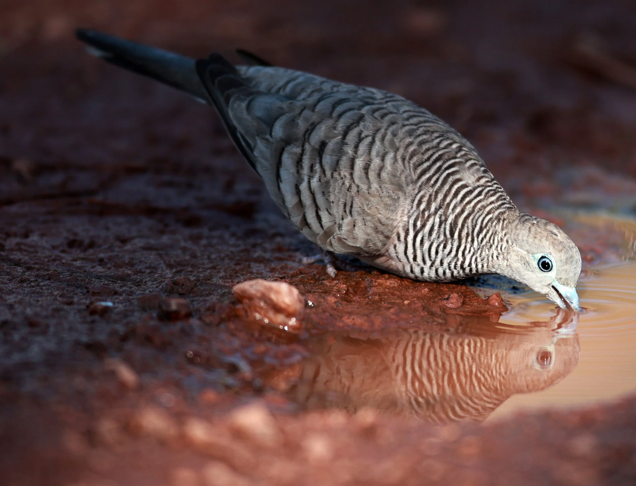 Zebra Dove (Geopelia striata) Darwin River Area water puddle - Northern Territory.jpg