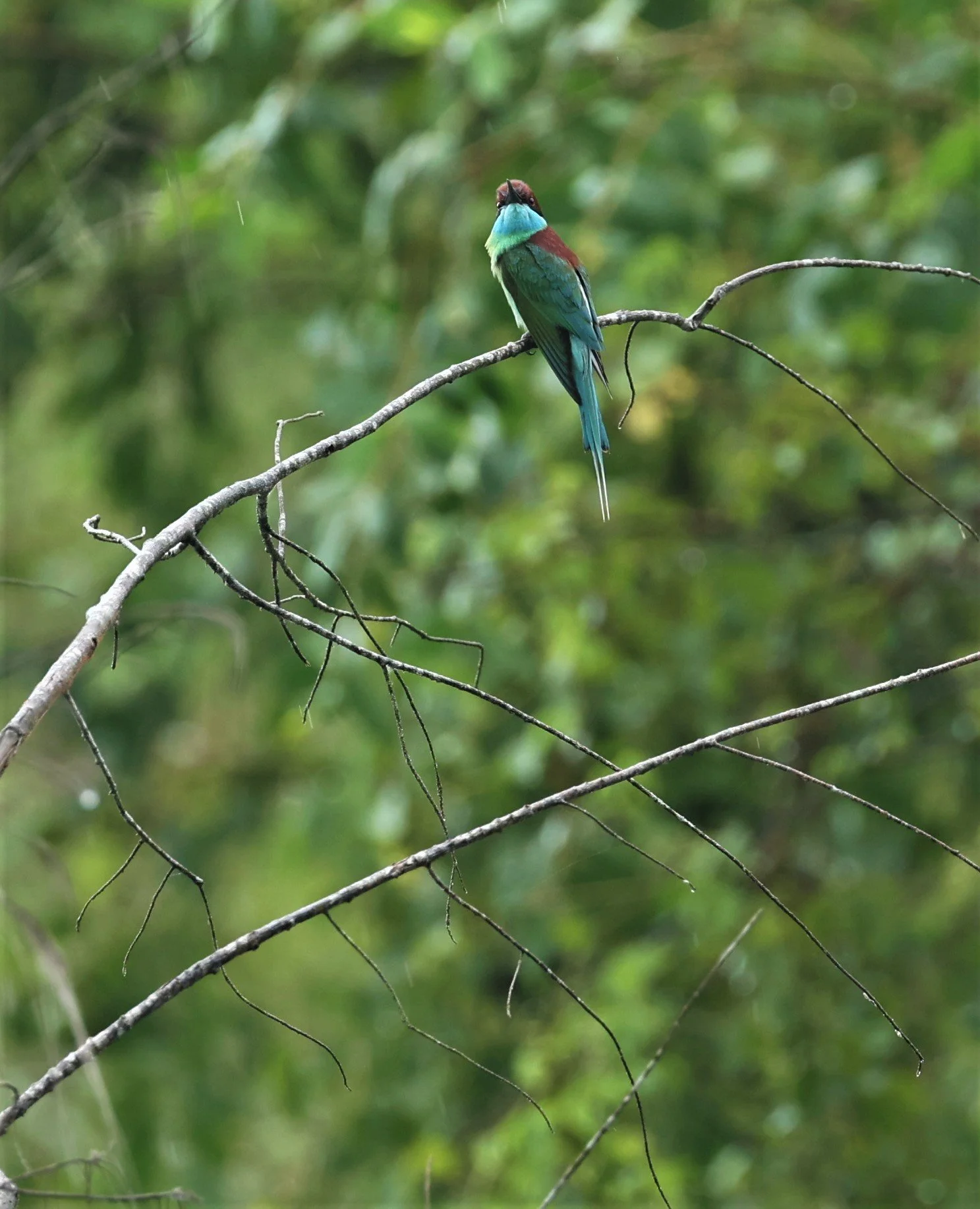 BEE-EATER - BLUE-THROATED BEE-EATER - Merops viridis - PAK PHAYUN DISTRICT, PATTHALUNG APRIL 2022 (7).jpg