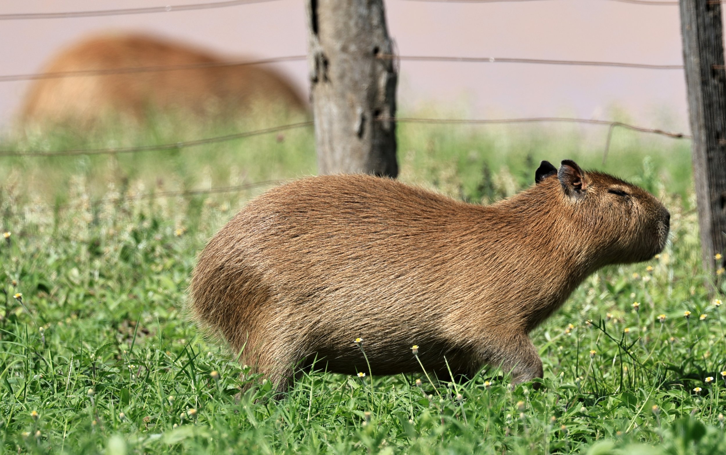 Capybara (Hydrochoerus hydrochaeris) Loma Plata Paraguay - Brunnen Strasse (57).jpg