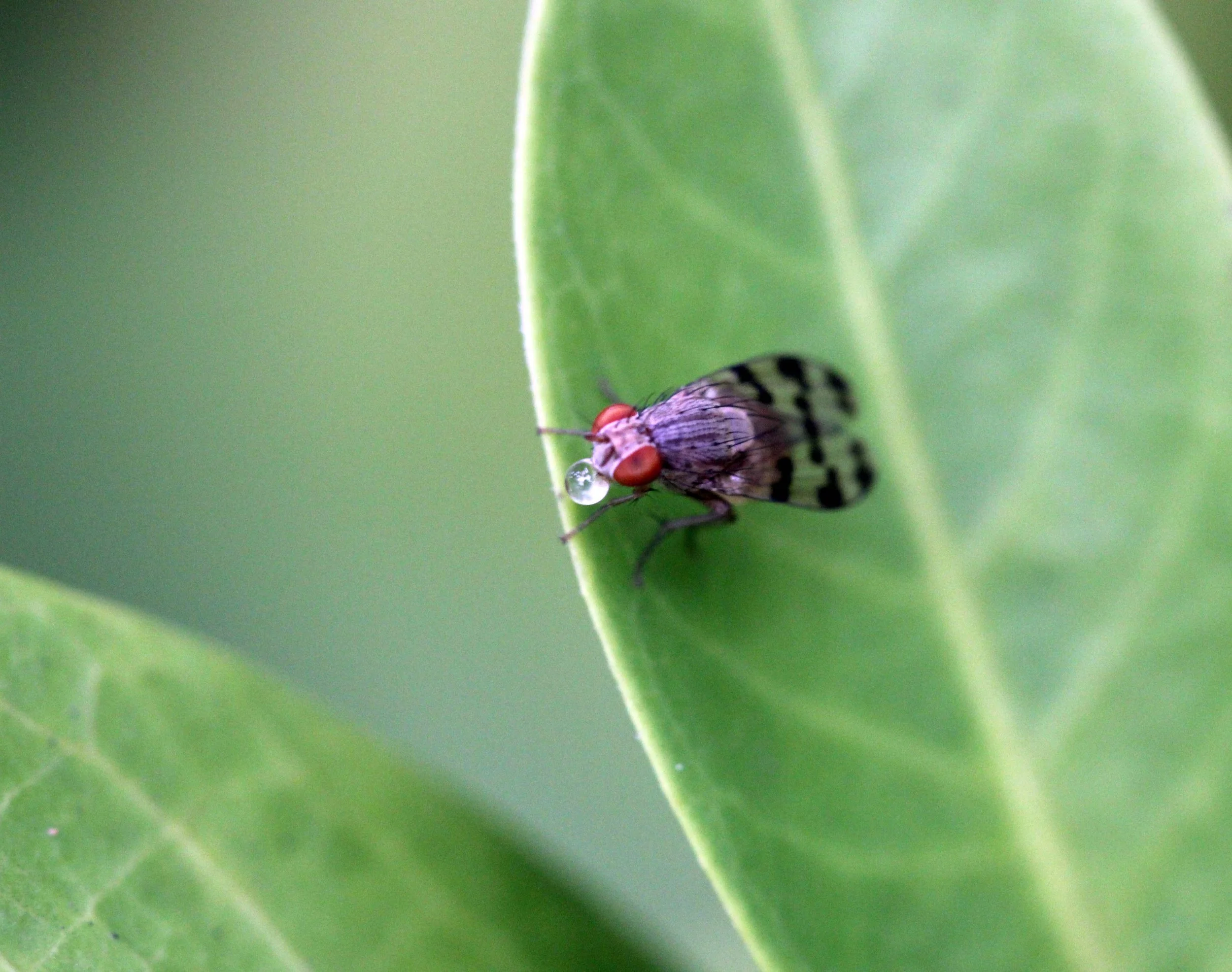 2013 in Nakhonsithammarat and some Krabi with Family (64).JPG