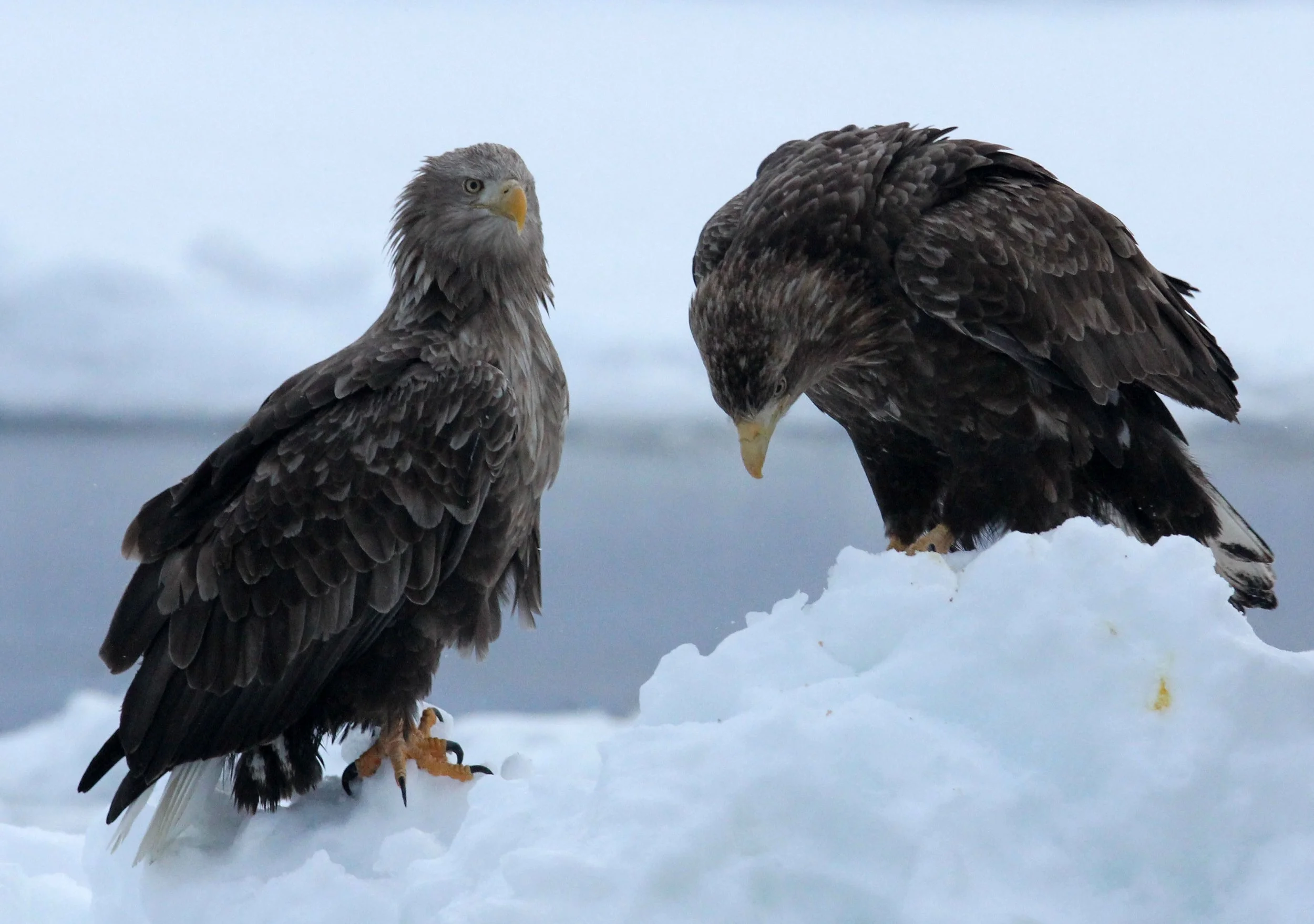 Haliaeetus albicilla - WHITE-TAILED EAGLE - RAUSU, SHIRETOKO PENINSULA, HOKKAIDO JAPAN (357).JPG
