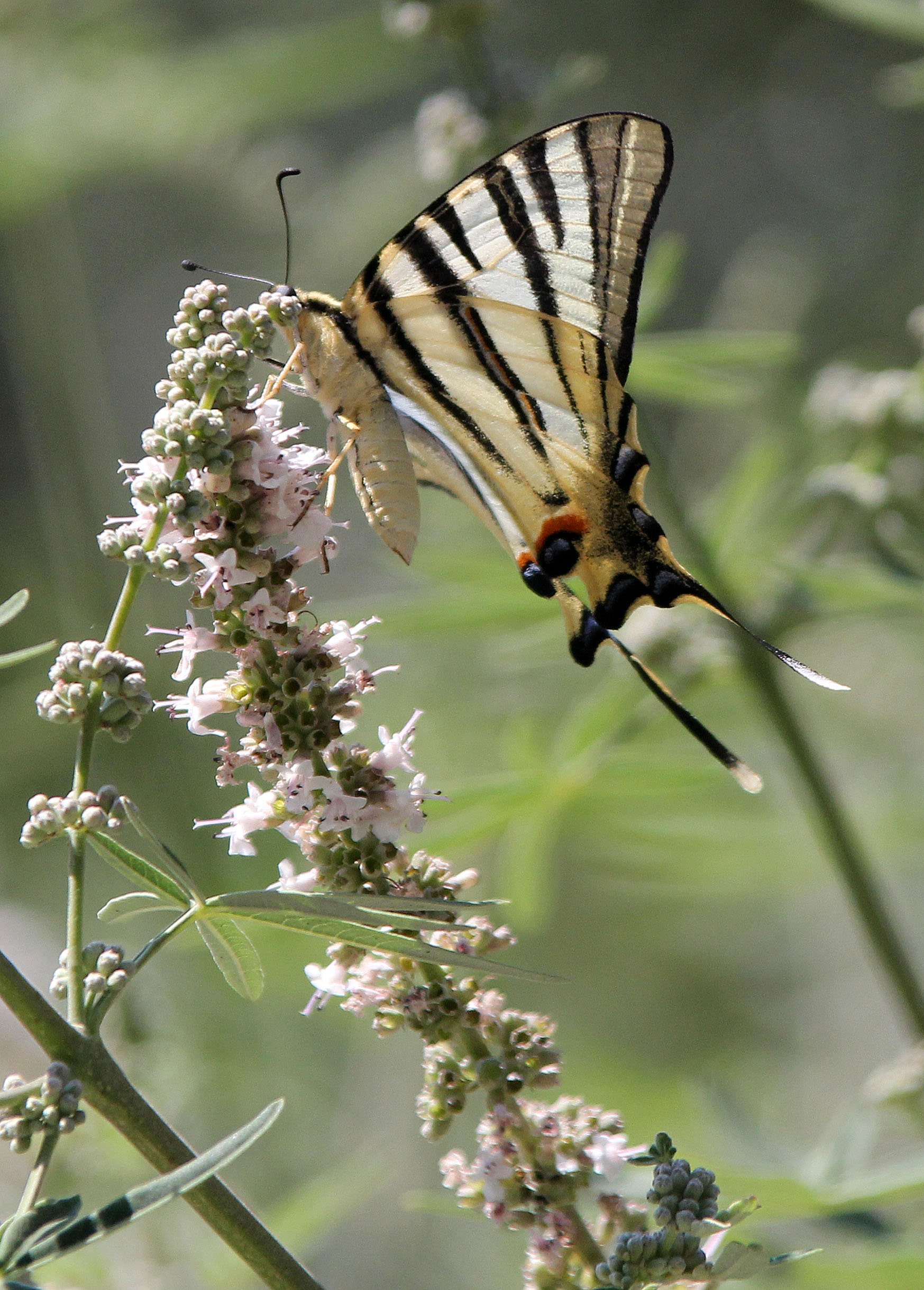 Papilionidae - Scarce Swallowtail (Iphiclides podalirius) Athens Greece
