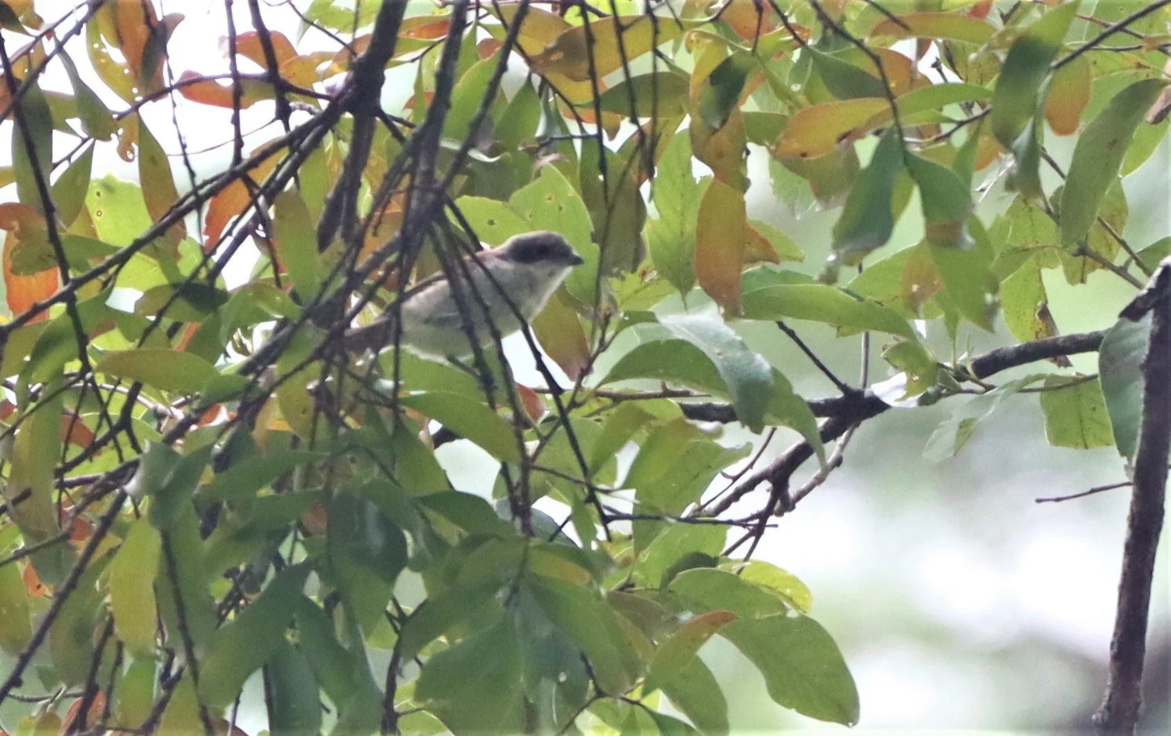 Burmese Shrike (Lanius collurioides) Doi Lang Chiang Mai (2).jpg