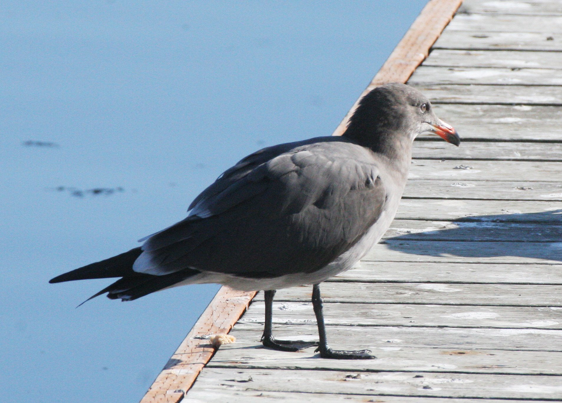 BIRD - GULL - HEERMANN'S GULL - PA HARBOR WA (5).JPG