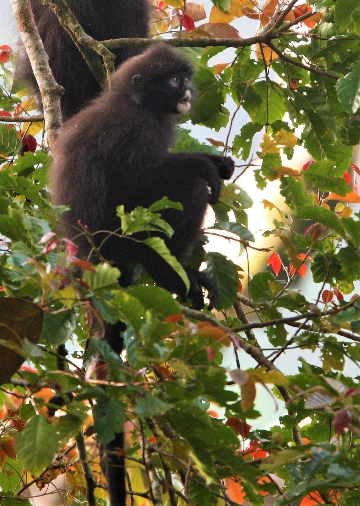 CERCOPITHECIDAE - Presbytis robinsoni - ROBINSON'S BANDED LANGUR - KAENG KRACHAN NP THAILAND aa222.jpg