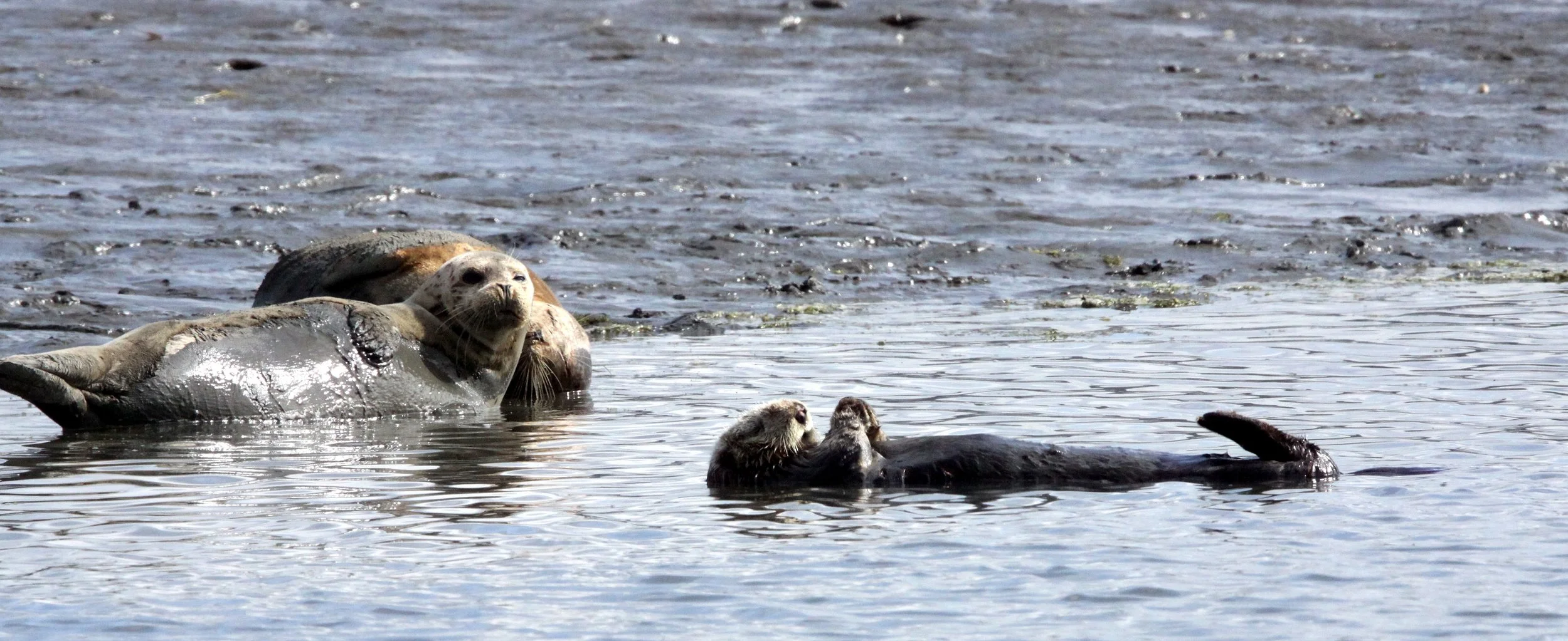 Enhydra lutris nereis - CALIFORNIA SEA OTTER - ELKHORN SLOUGH  WILDLIFE REFUGE CALIFORNIA (26).JPG