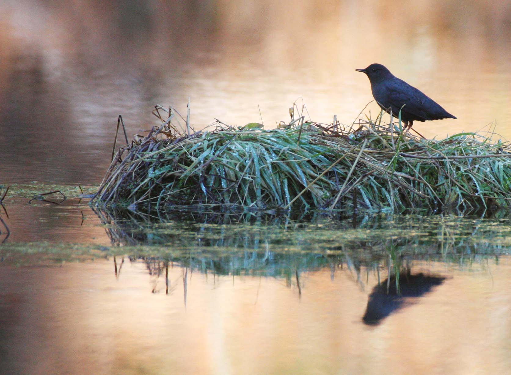 American dipper (Cinclus mexicanus) Hoh Rainforest Washington State (29).JPG