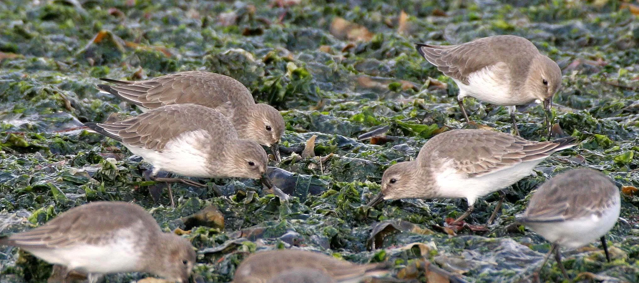 BIRD - DUNLINS - THREE CRABS (14).jpg