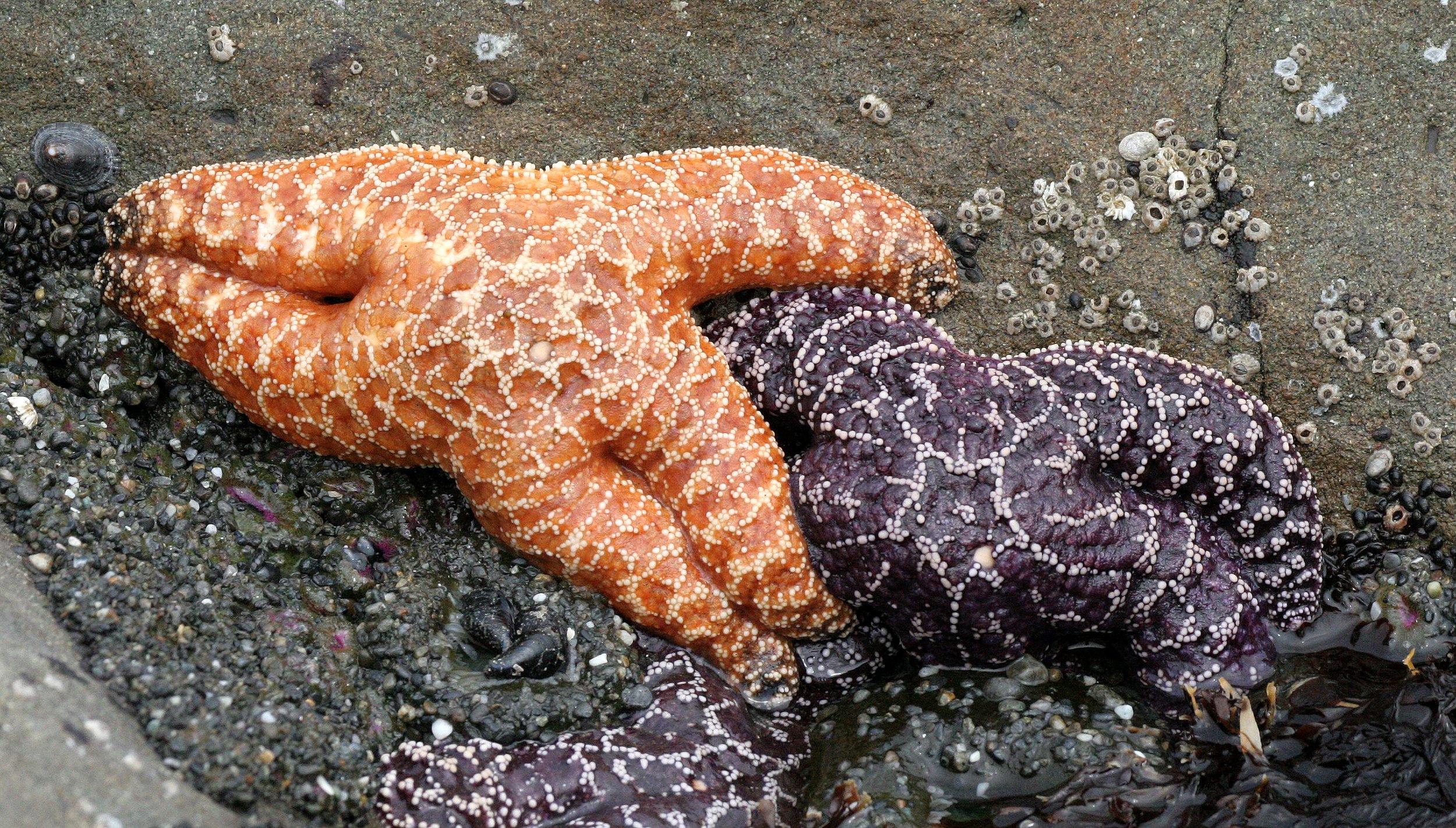 INVERTS - INTERTIDAL - ECHINODERM - PISASTER OCHRACEOUS - BEACH FOUR TIDE POOLS WA (9).JPG