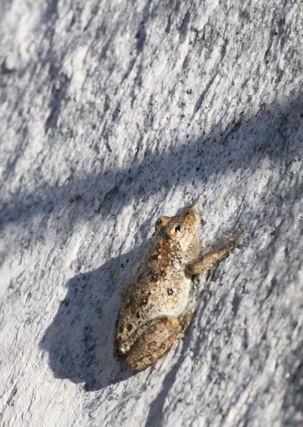 Spadefoot Toad (Scaphiopus species) Baja Mexico