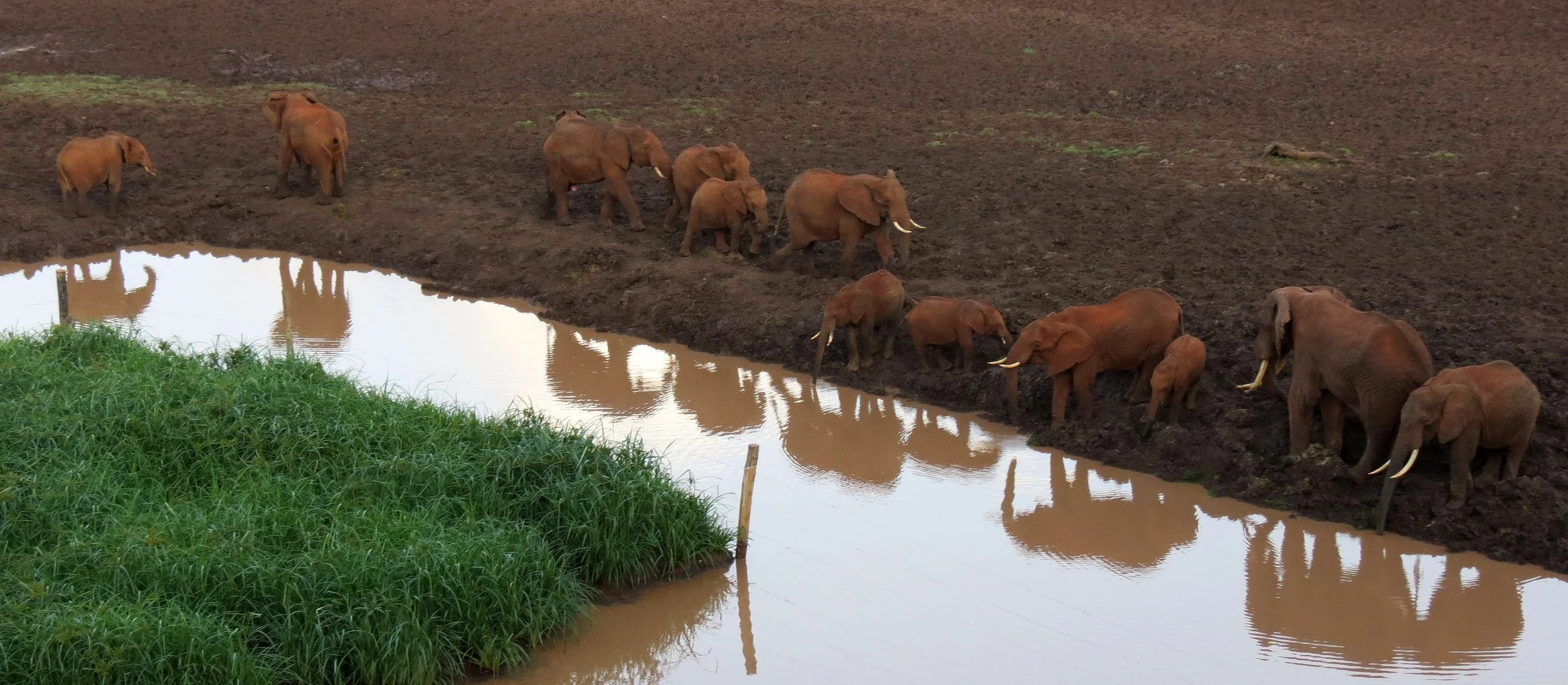 ABERDERES NATIONAL PARK KENYA - TREETOPS LODGE (26).JPG