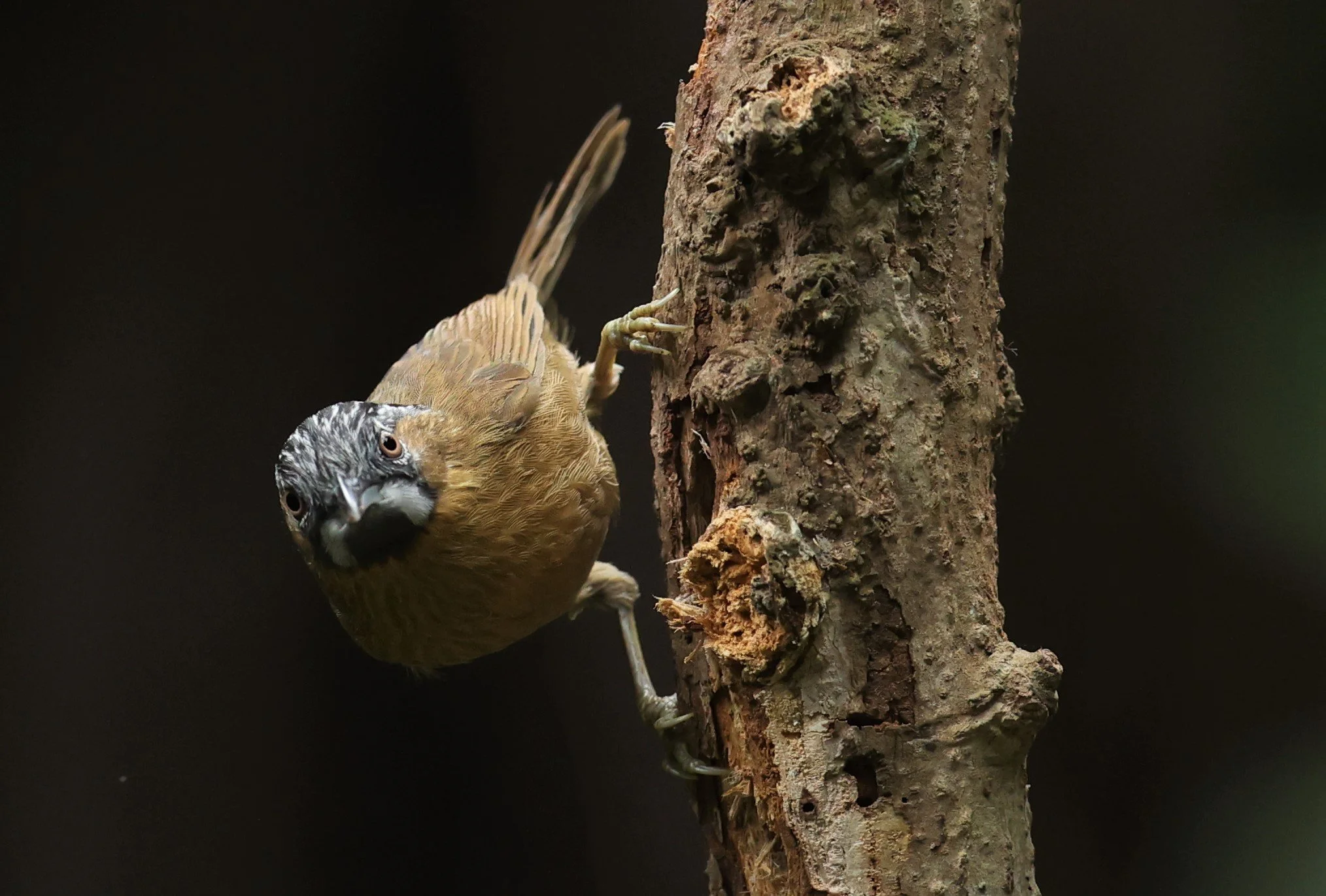 BABBLER - GREY-THROATED BABBLER - Stachyris nigriceps - DOI INTHANON NP CHIANG MAI, DEC 2021 (23).JPG