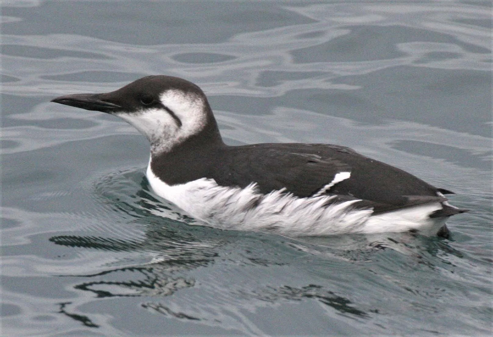 Uria aalge - COMMON MURRE - STRAIT OF JUAN DE FUCA WA aa2.jpg