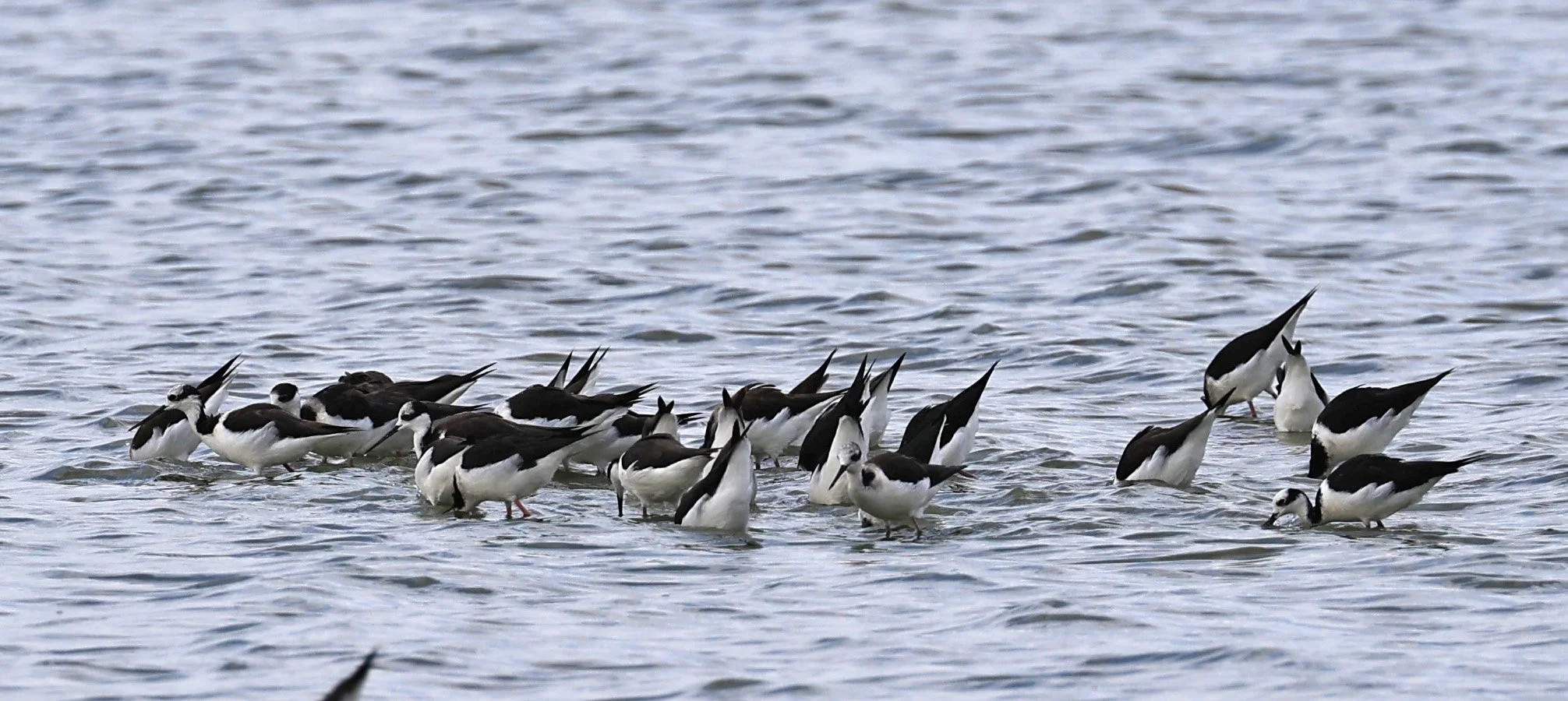 Black-necked Stilt (Himantopus mexicanus melanurus) Chaco Lodge & Laguna Salada 