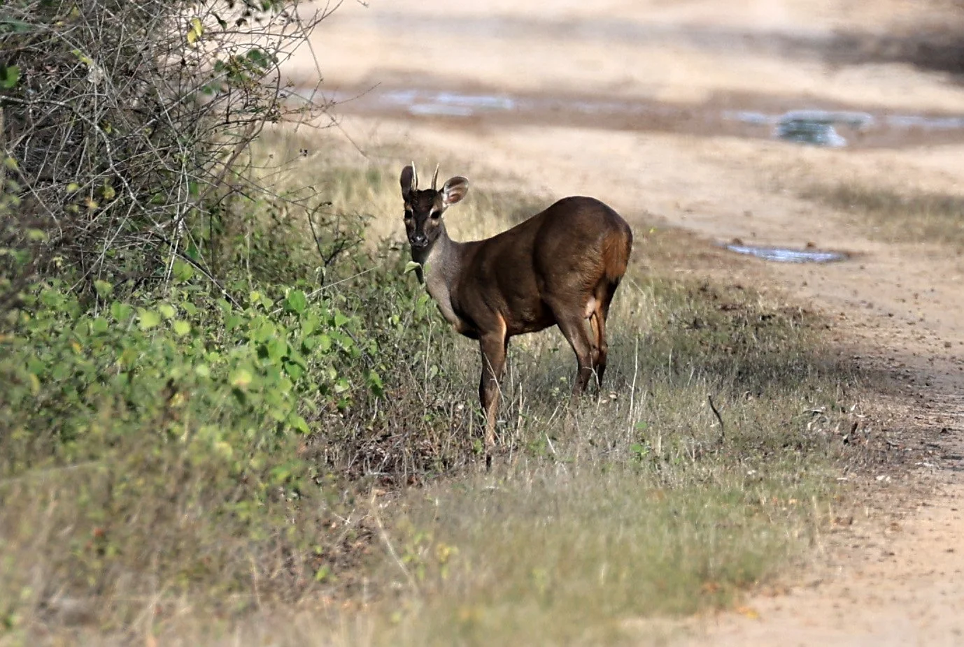 Southern Brown Brocket (Subulo gouazoubira) Selva Serena Natural Reserve (6).jpg