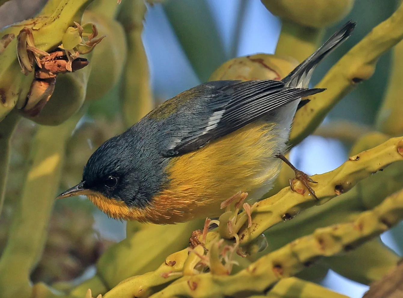 Tropical Parula (Setophaga pitiayumi) Superagui National Park, Brazil (1).jpg
