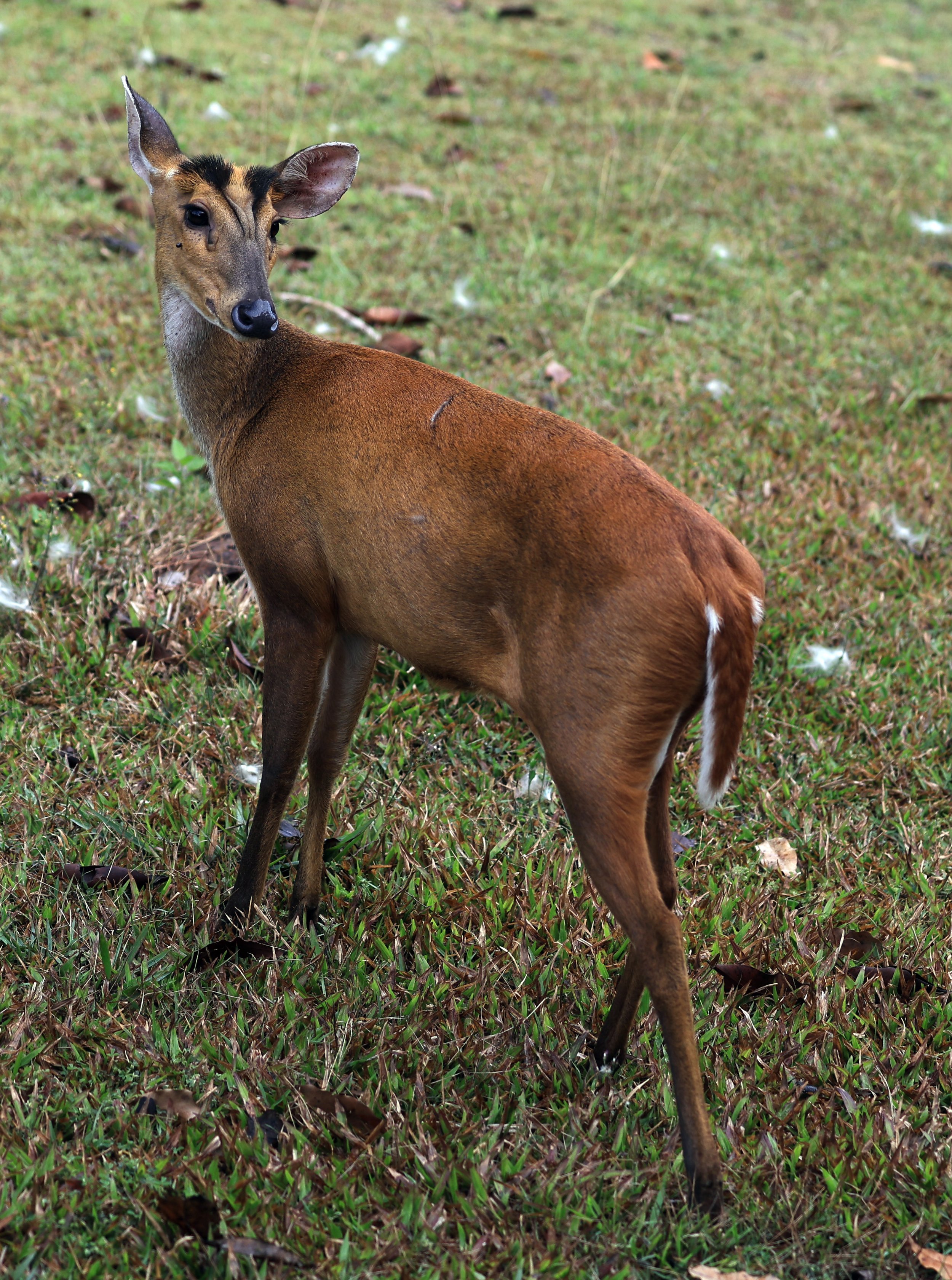 Southern Red Muntjac (Muntiacus muntjak) Khao Yai National Park, Thailand day 3(17).jpg