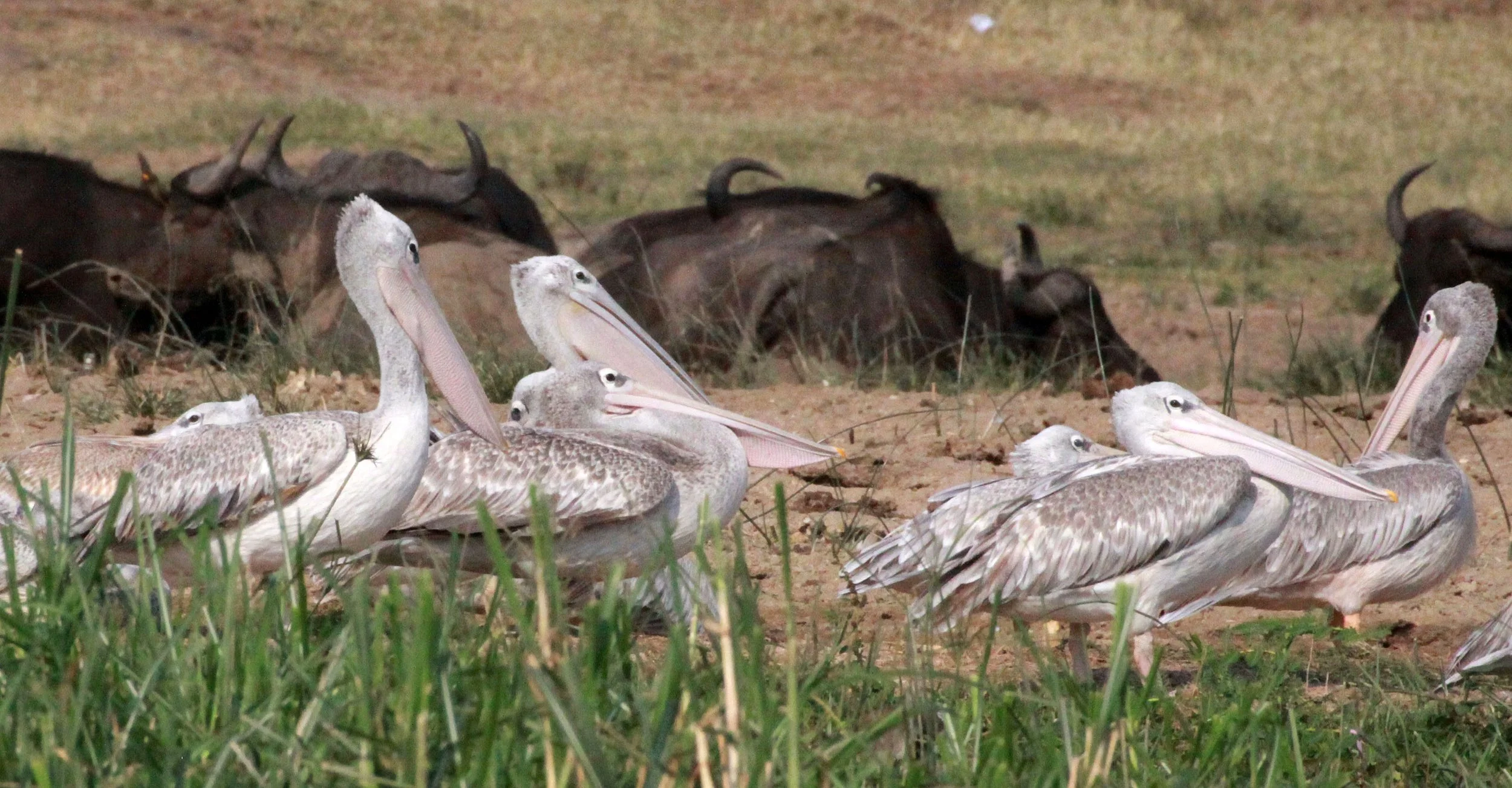 Pelecanus rufescens - PINK-BACKED PELICAN - QUEEN ELIZABETH NATIONAL PARK UGANDA (13).JPG