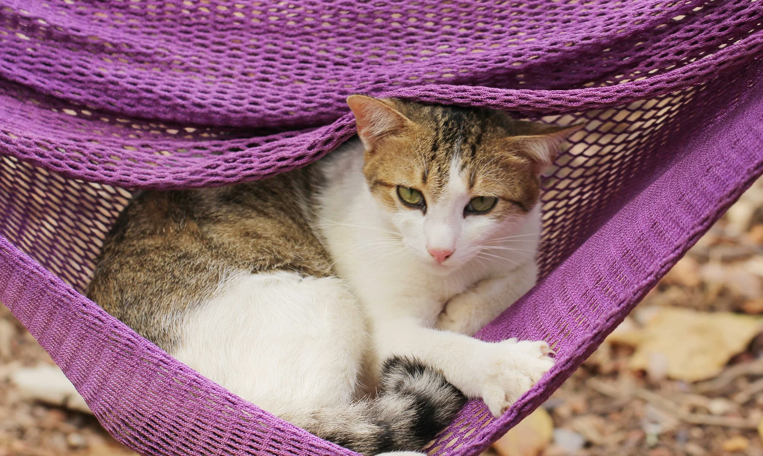 2015 Koh Lanta Songkran with friends from ISB (358).JPG
