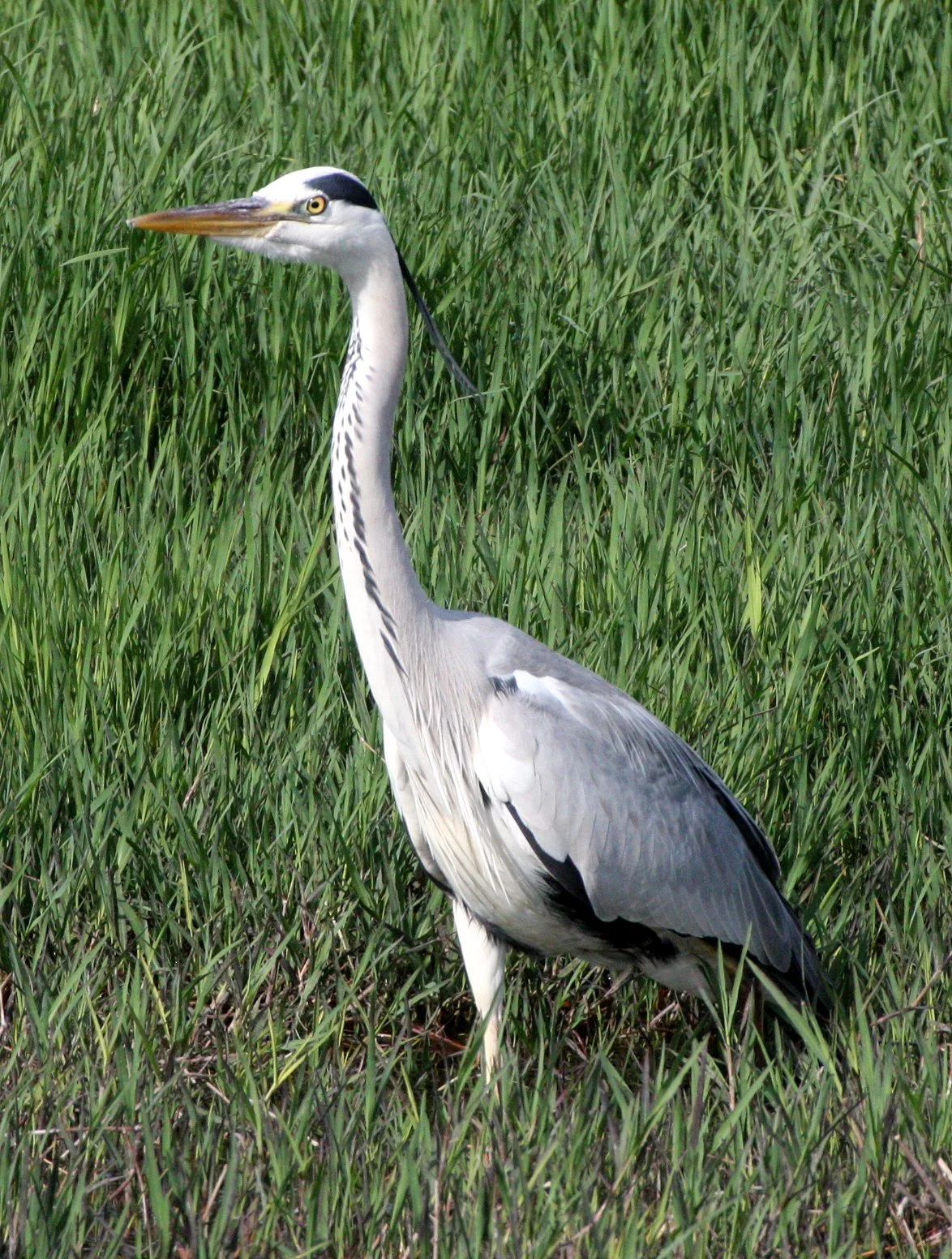 HERON - GREY HERON -  Ardea cinerea - KYOTO JAPAN (7).JPG