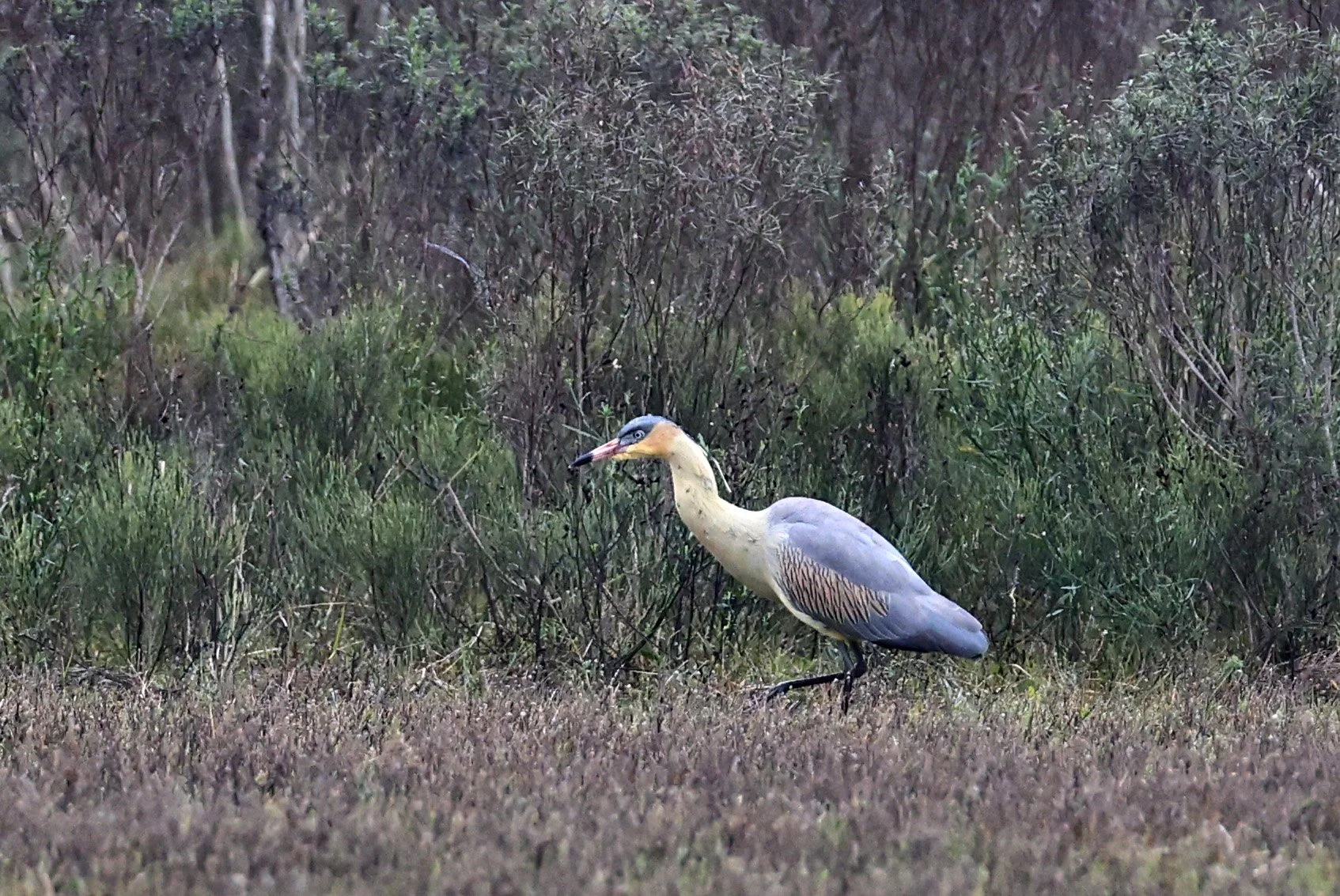 Whistling Heron (Syrigma sibilatrix) El Palmar National Park, Entre Rios, Argentina (5).jpg