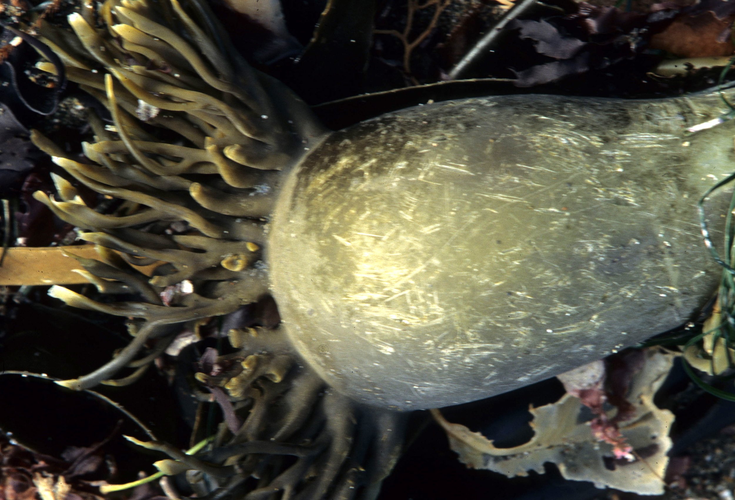 CALIFORNIA - BODEGA BAY - MARINE ALGAE (3).jpg