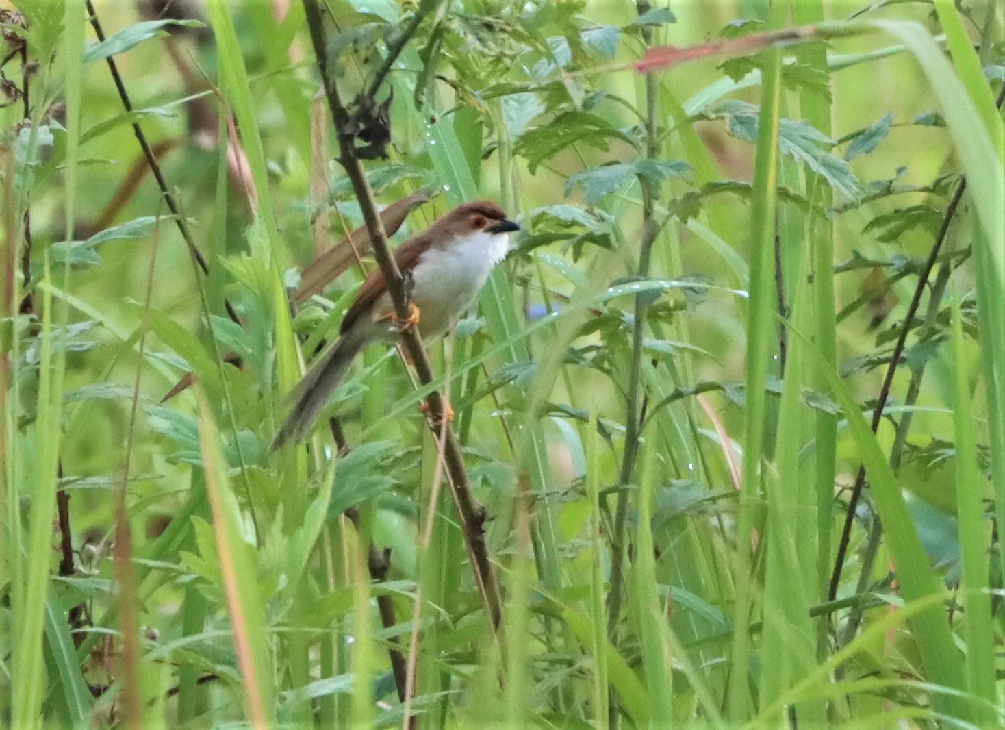 BABBLER - YELLOW-EYED BABBLER - hrysomma sinense - DOI LANG CHIANG MAI (8).jpg
