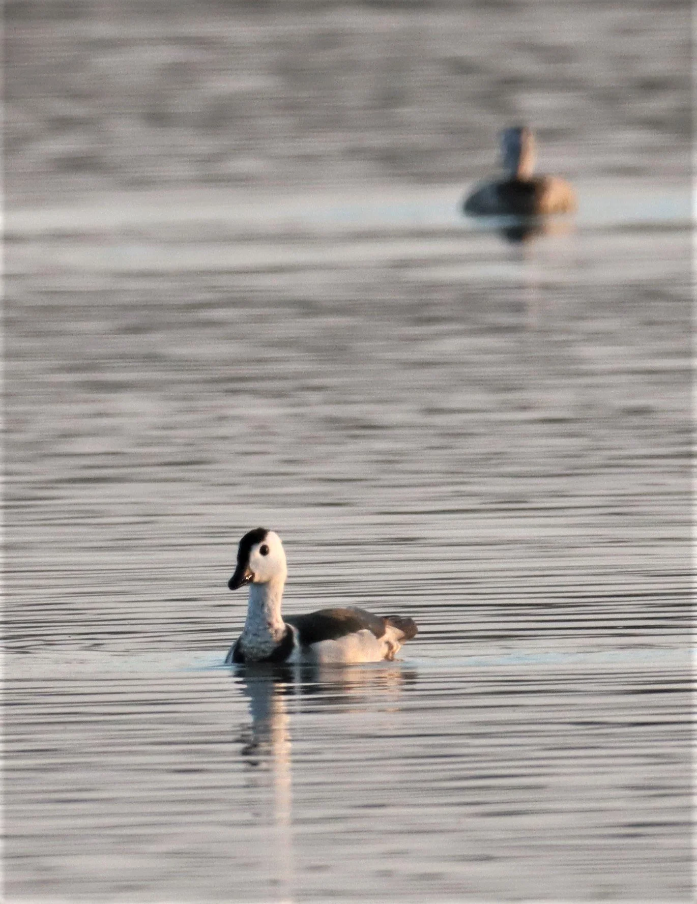 PYGMY GOOSE - COTTON PYGMY GOOSE - Nettapus coromandelianus - BUENG BORAPHET THAILAND RICE FIE (24).JPG