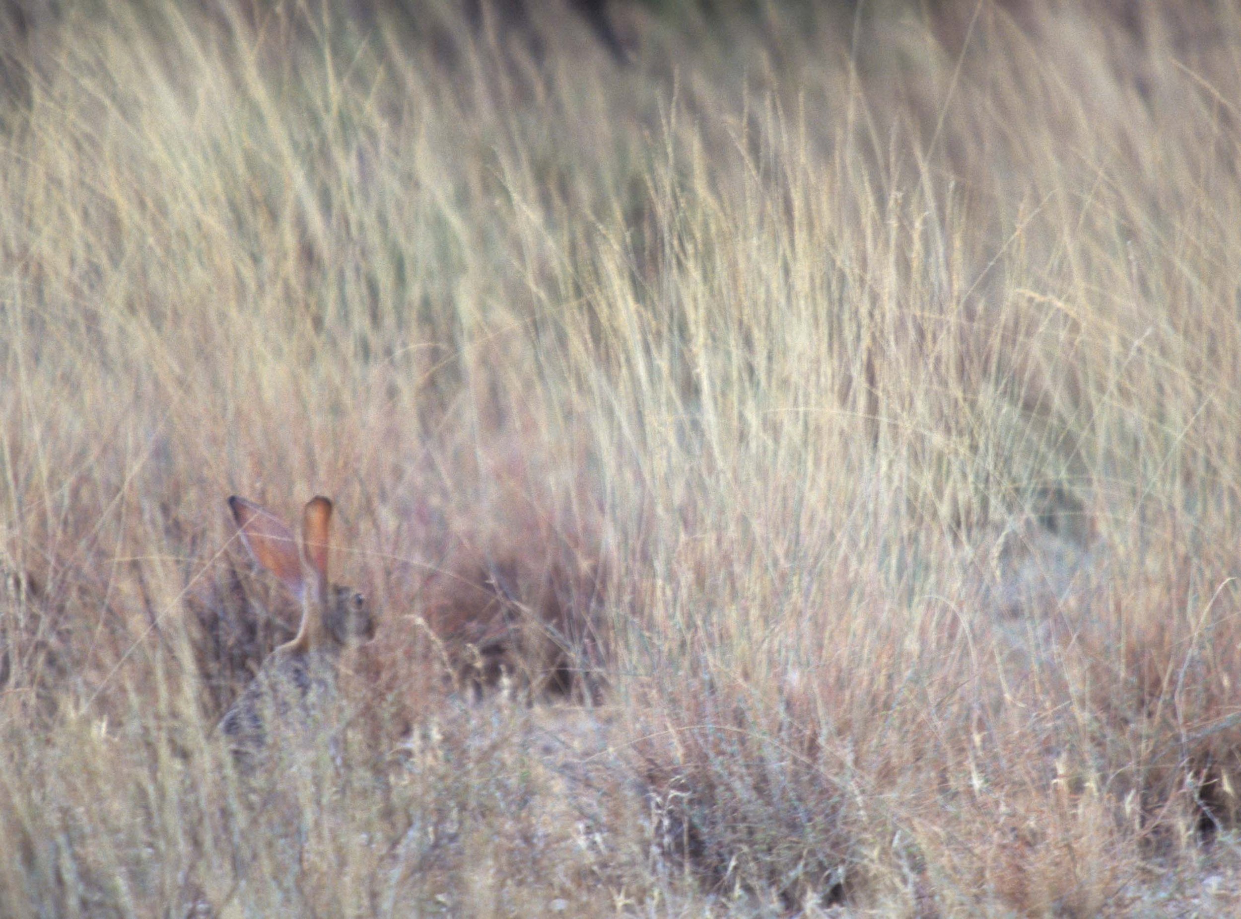 LAGOMORPH - CAPE HARE - NAMIBIA.jpg