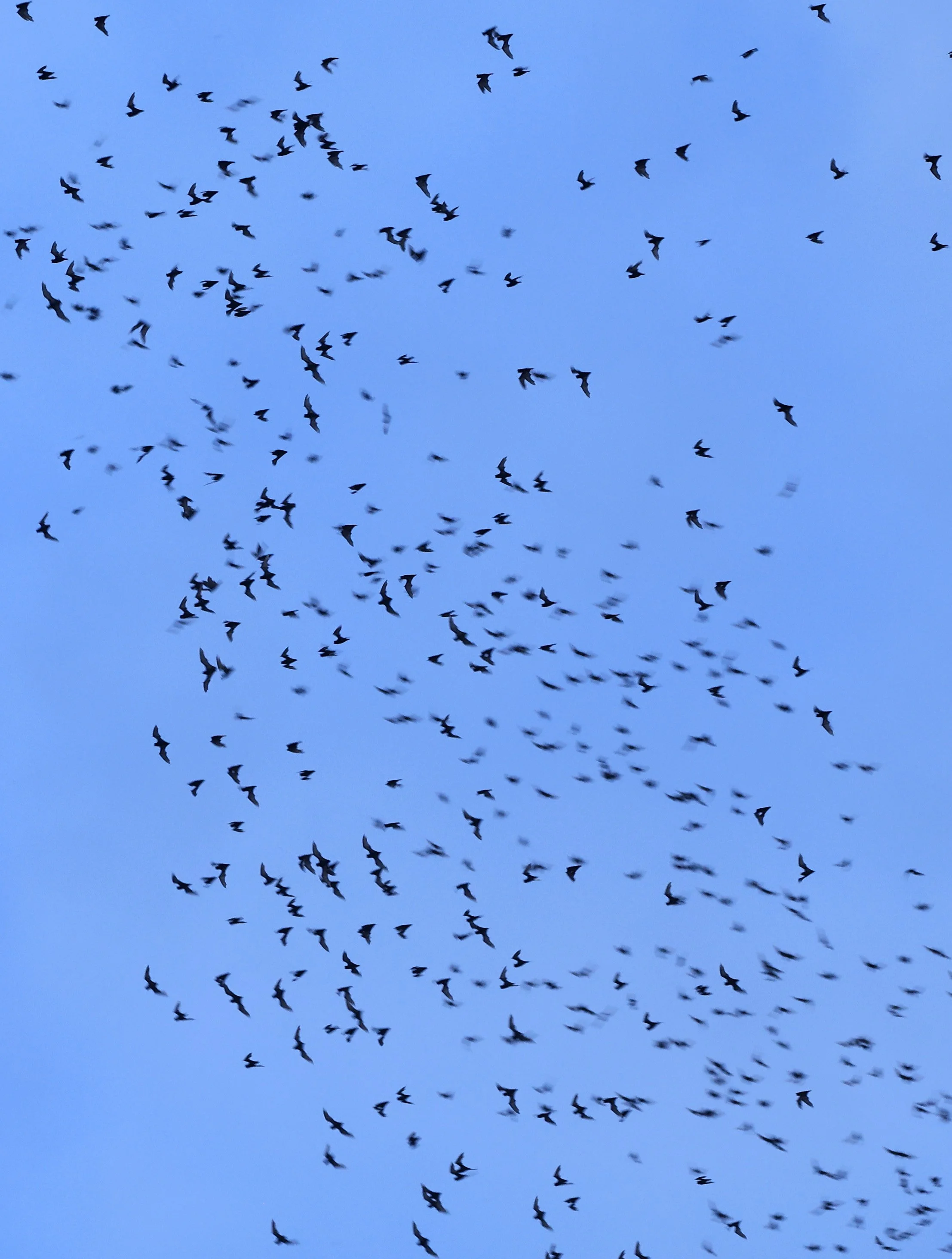 Khao Nor Khao Kaew Bat Viewing Nakhon Sawan (40).jpg