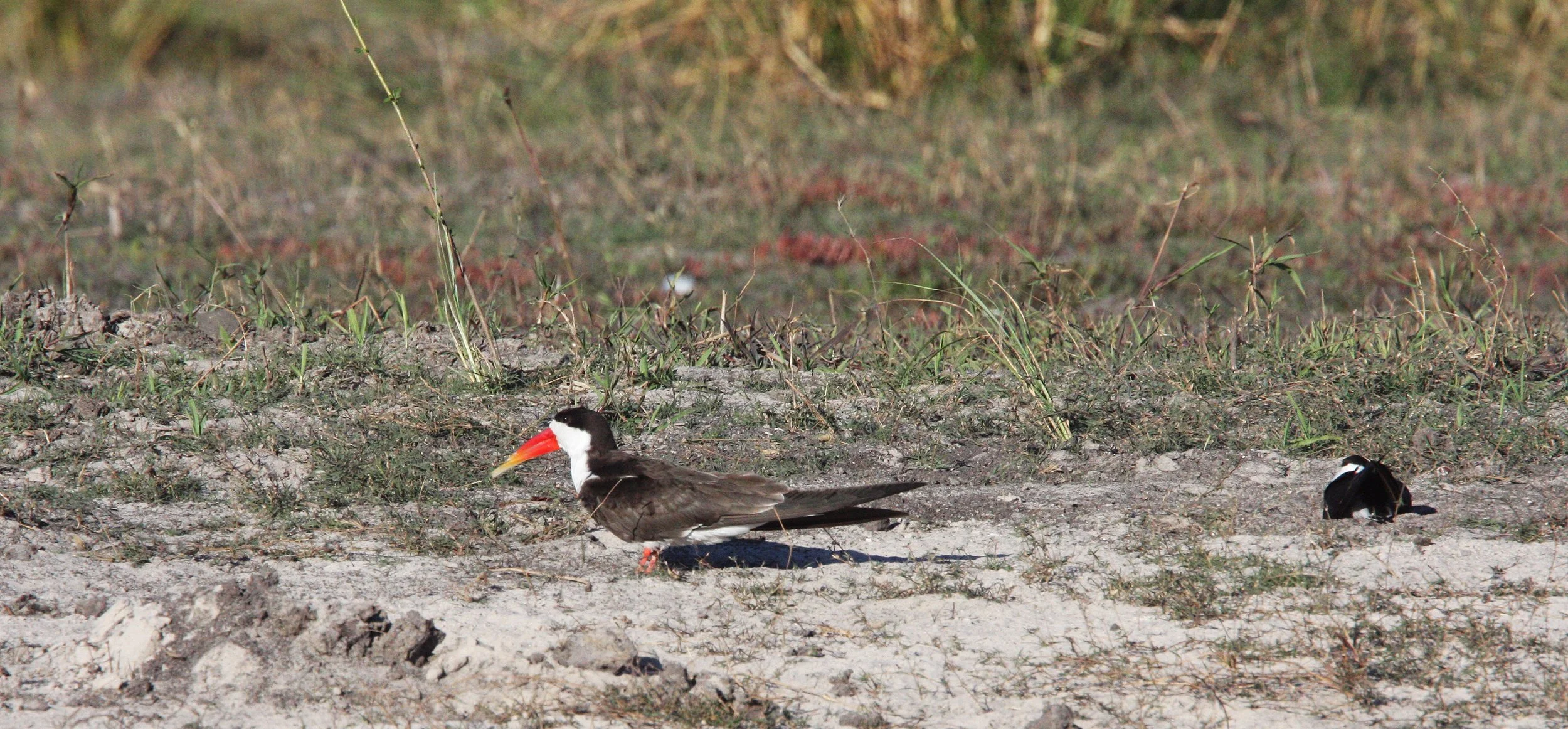 BIRD - SKIMMER - AFRICAN SKIMMER - CHOBE NATIONAL PARK BOTSWANA (7).JPG